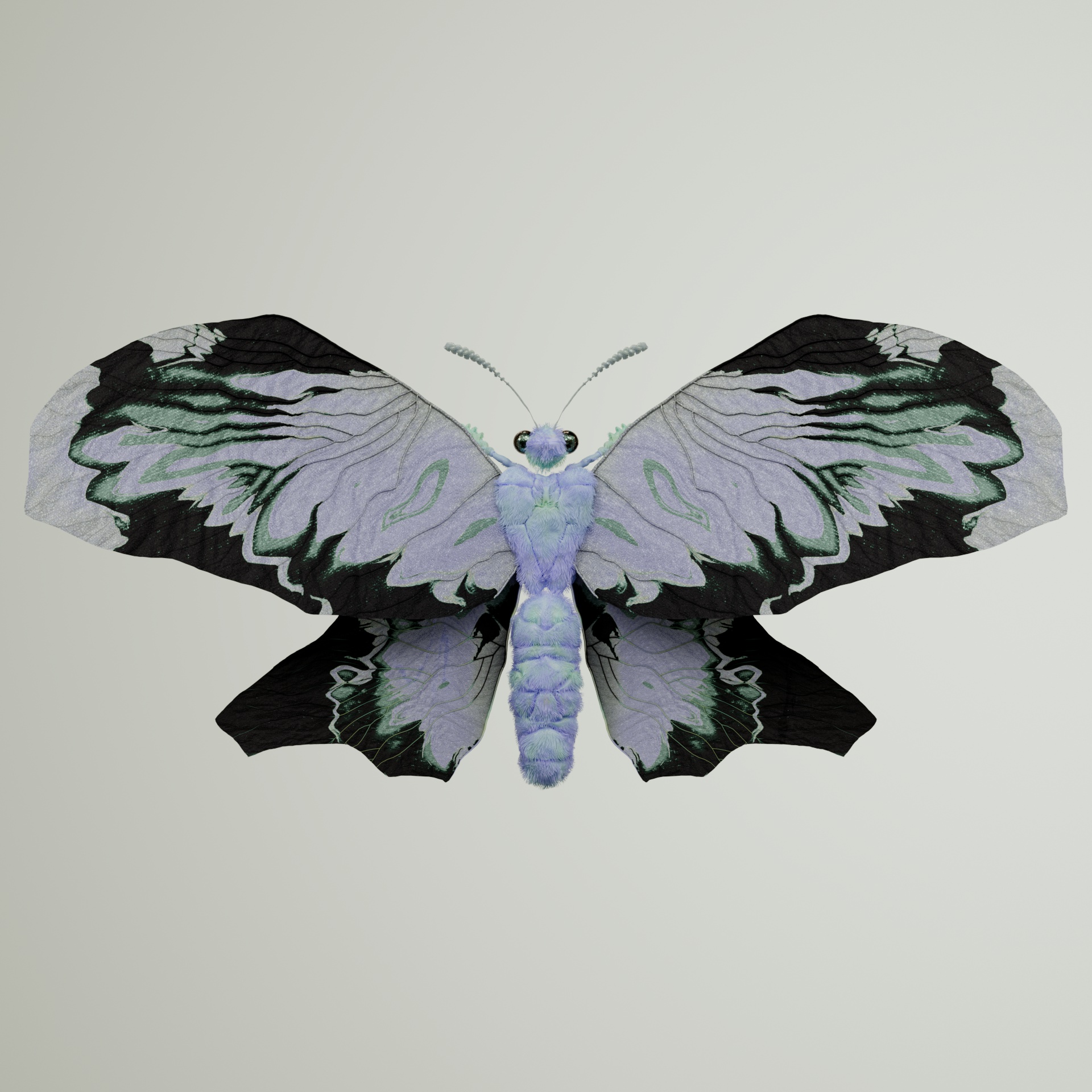 Rhopaloceraecta civilla