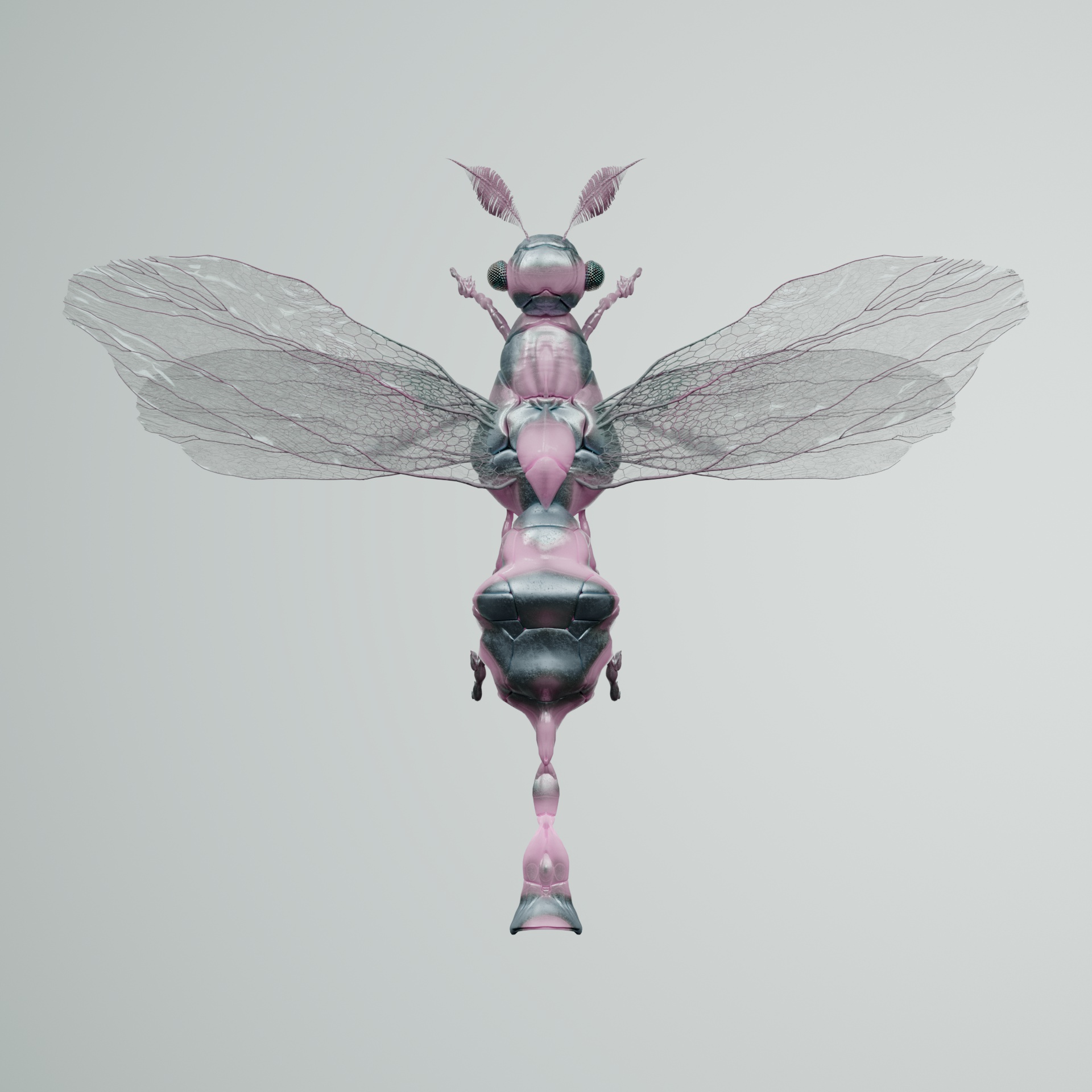 Anisopteravivida colchouxii