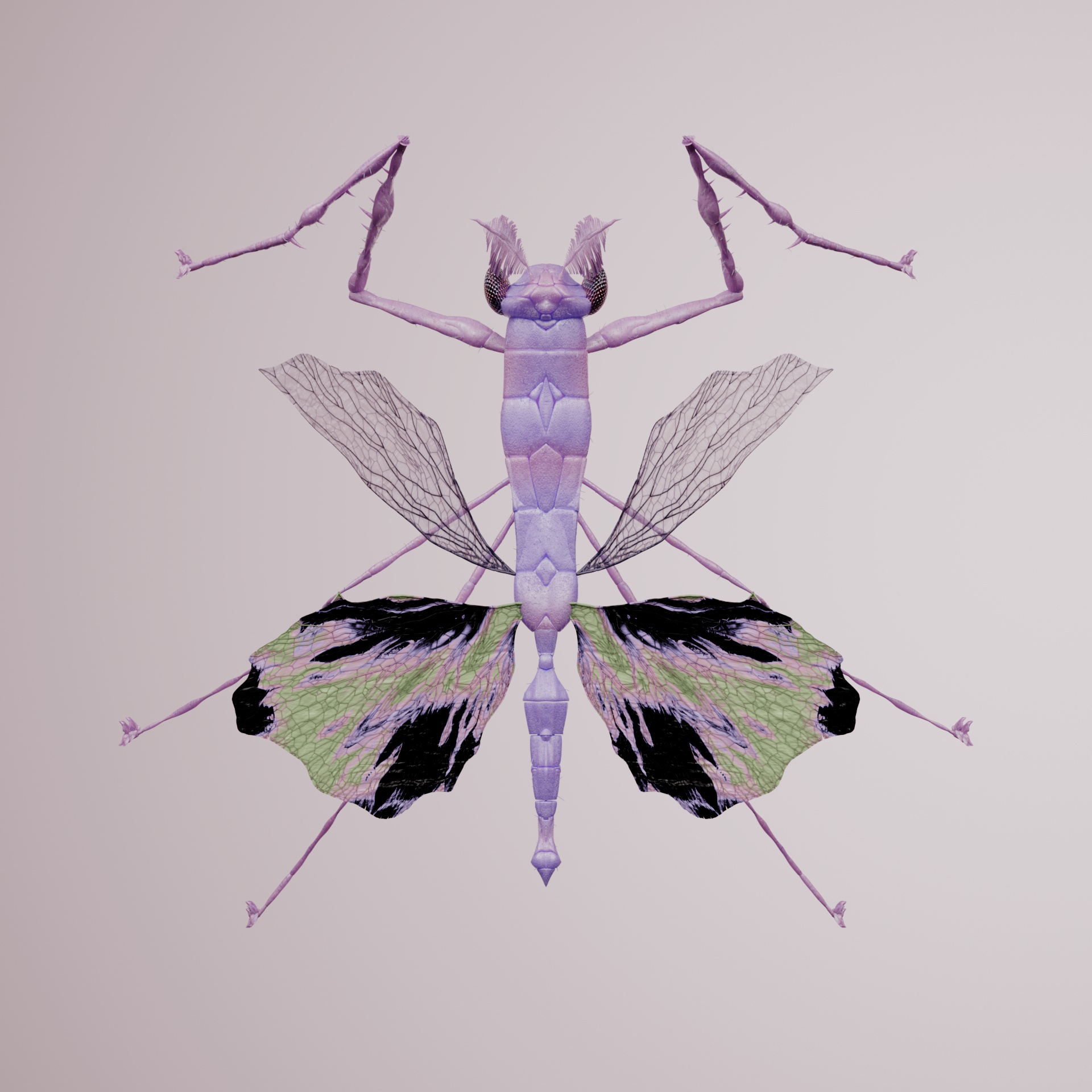 Mantodeaoileus picisci