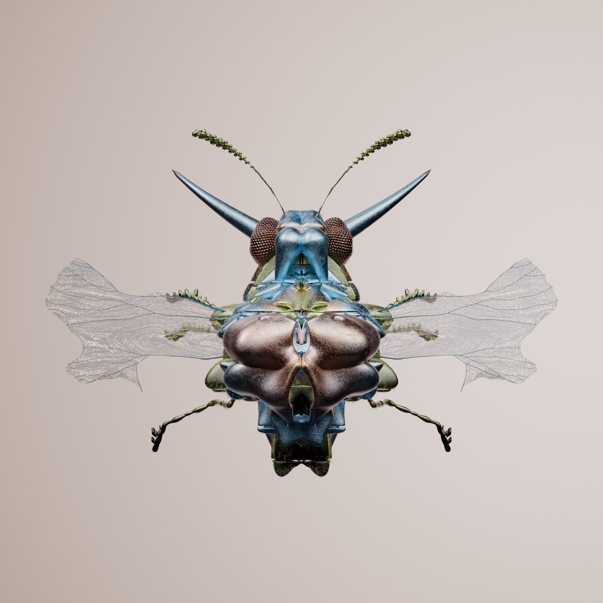 Coleopteracerritulus bufinx