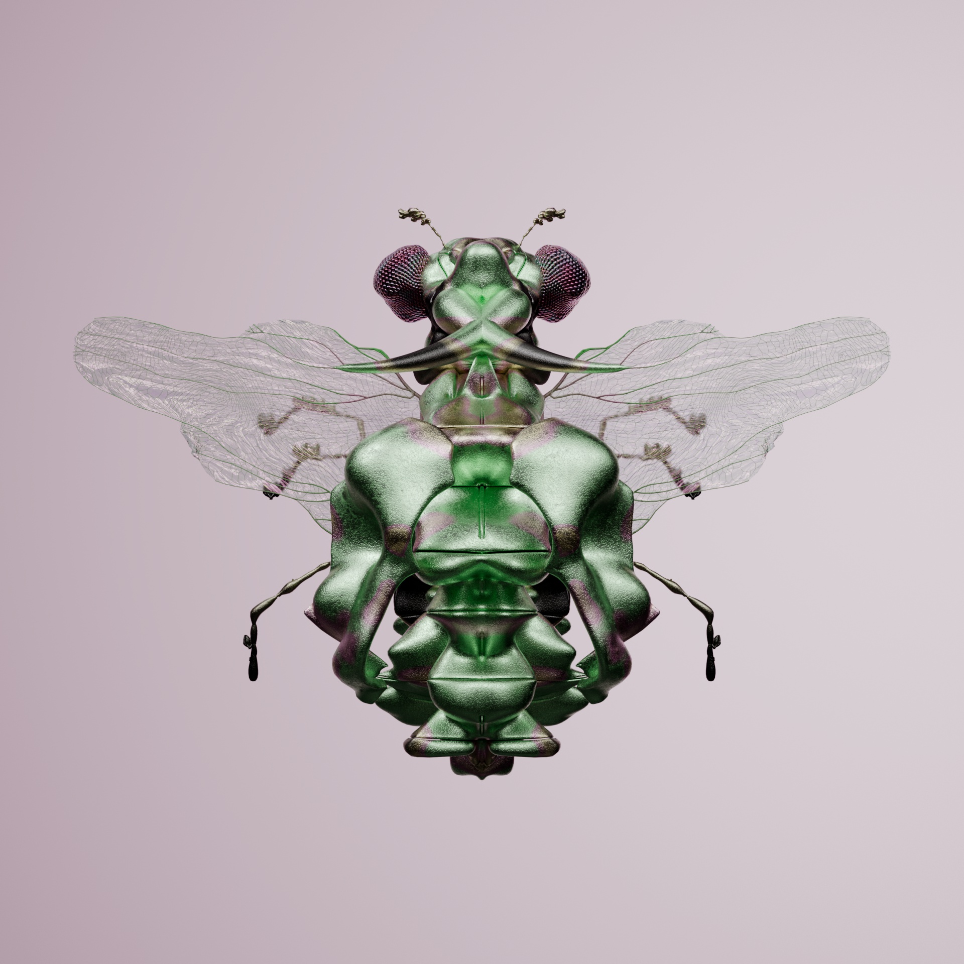 Coleopteraentrus aegies