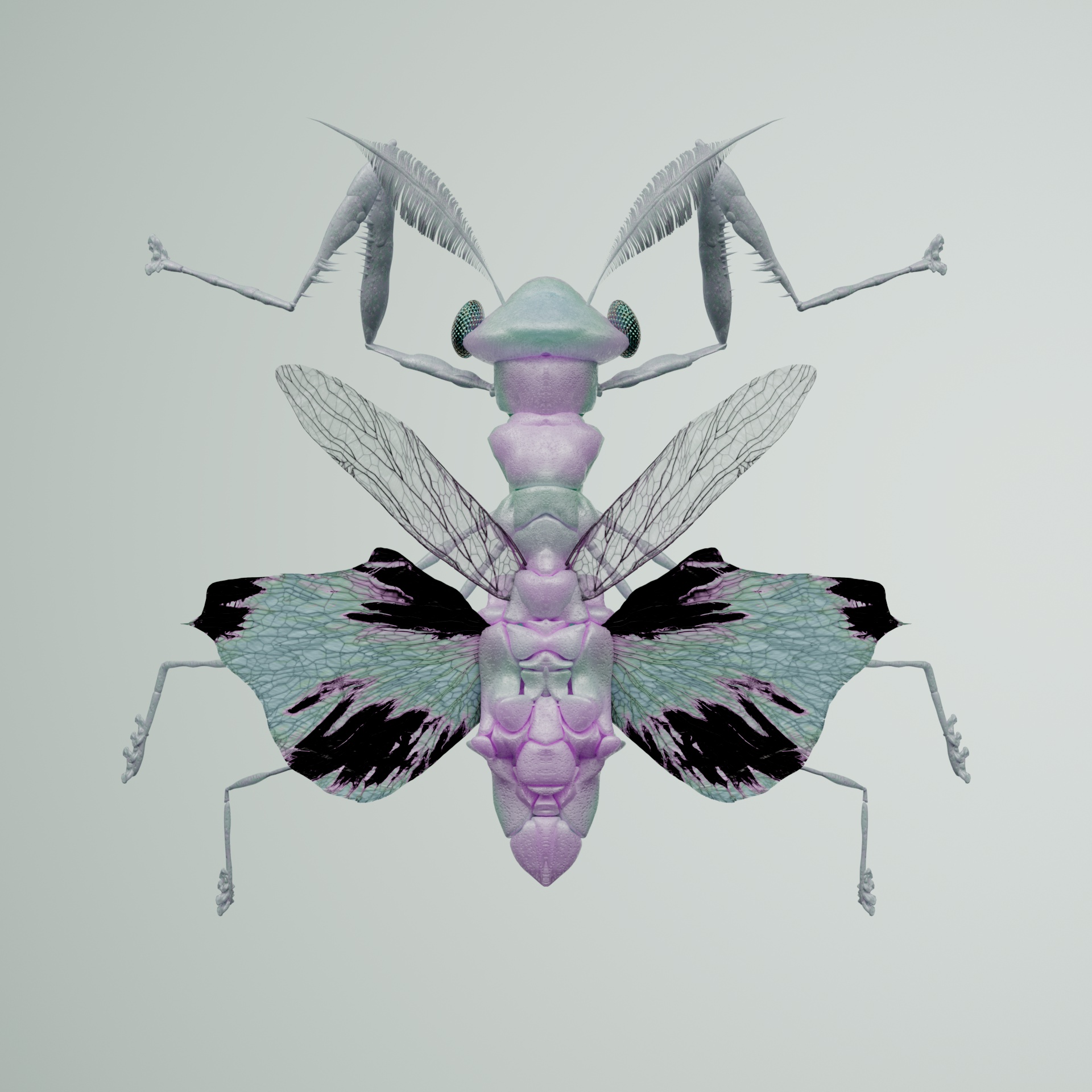 Mantodeacerritulus brachaea
