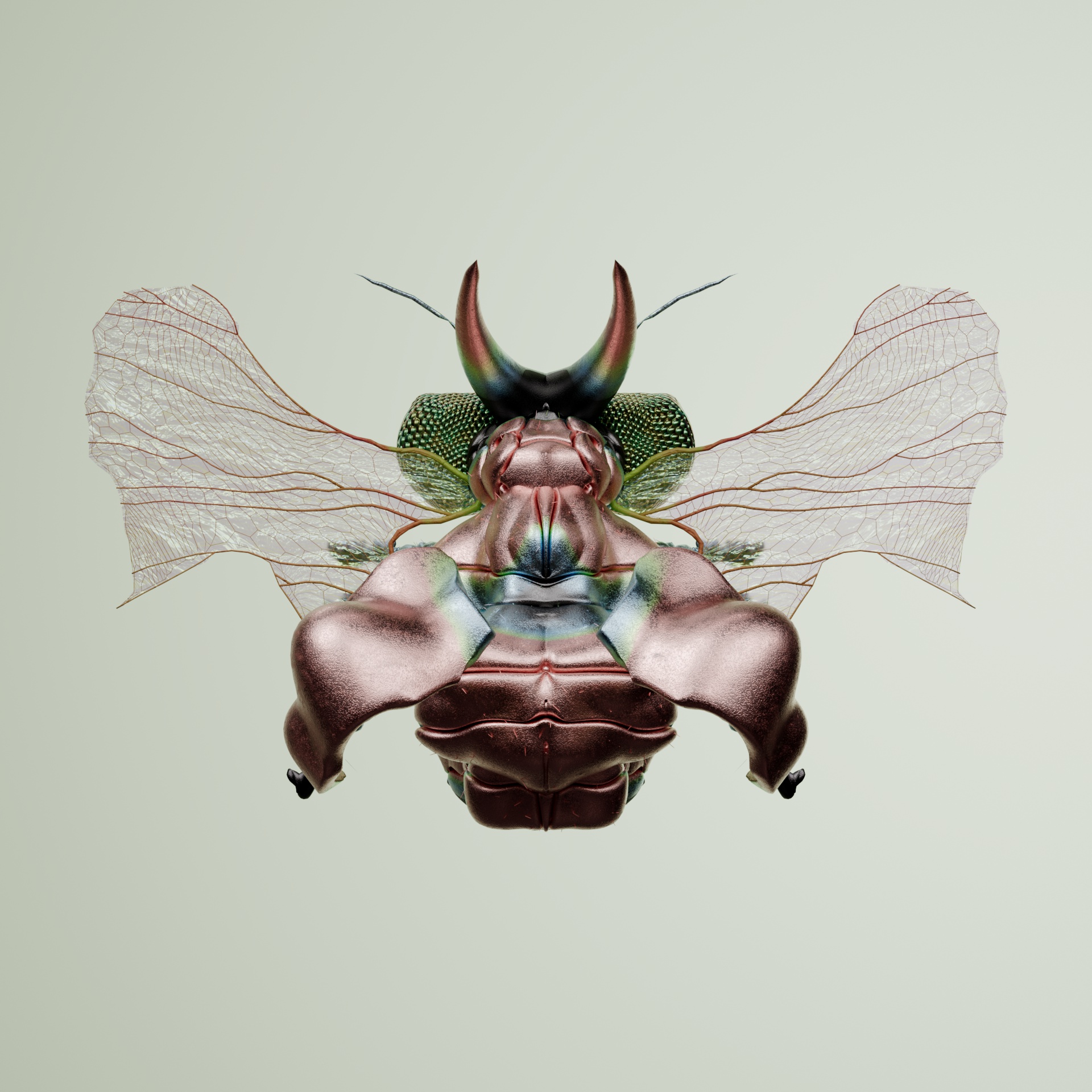 Coleopteraostoma reticodes