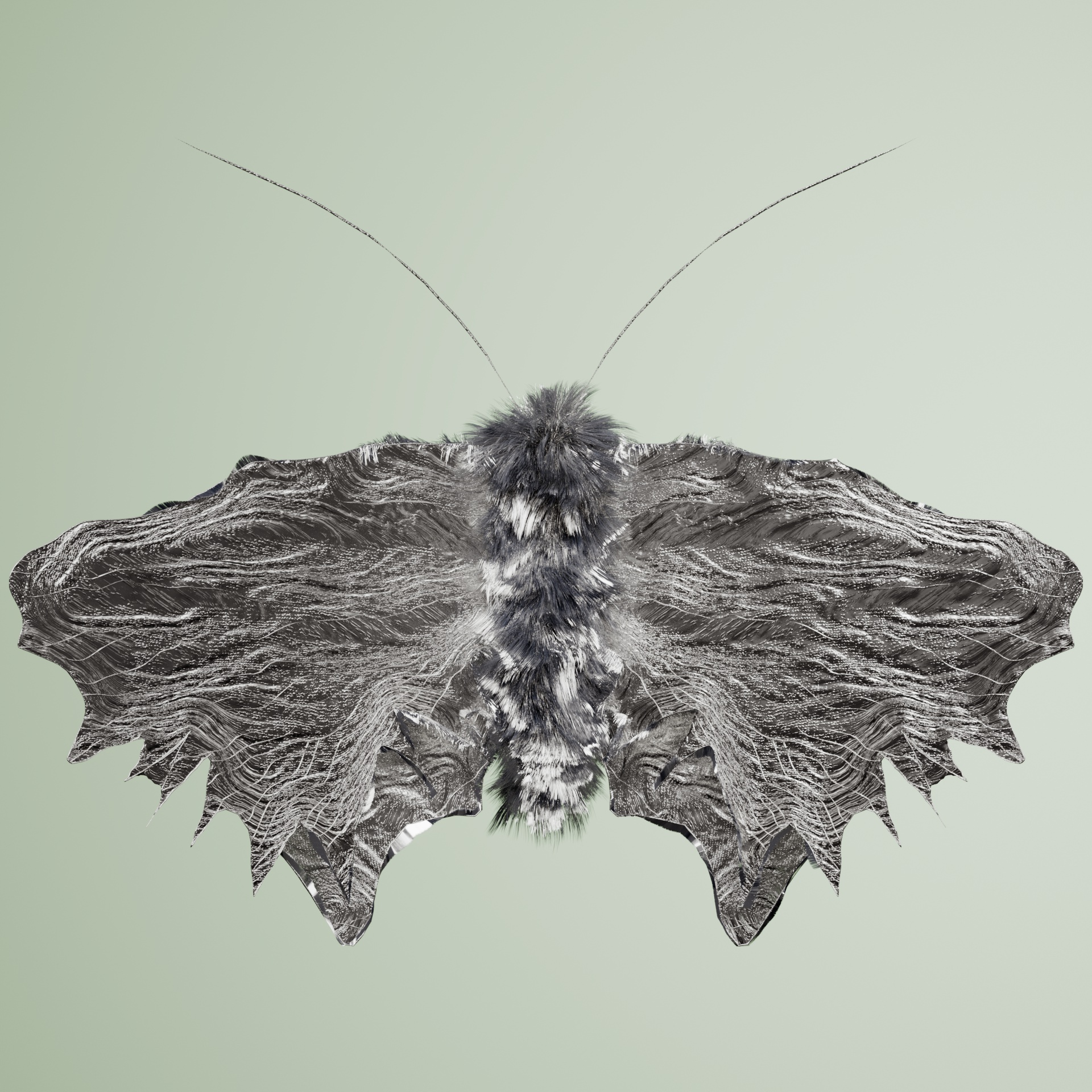 Lepidopteraata fascitimus