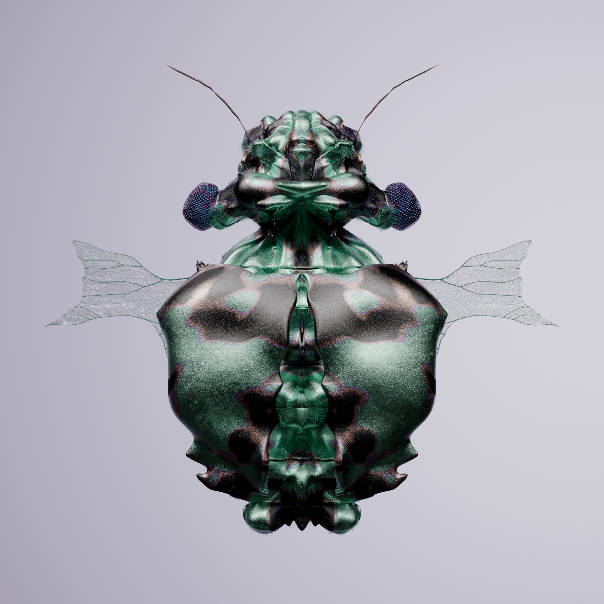 Coleopteravivida hoffmornis