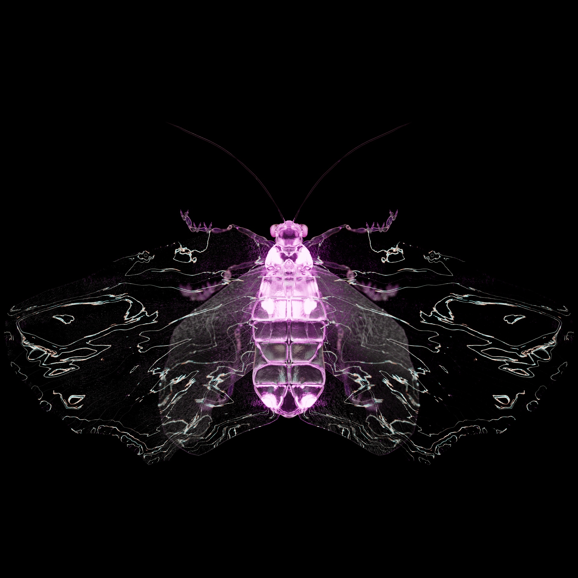 Lepidopterapinguis typyurus