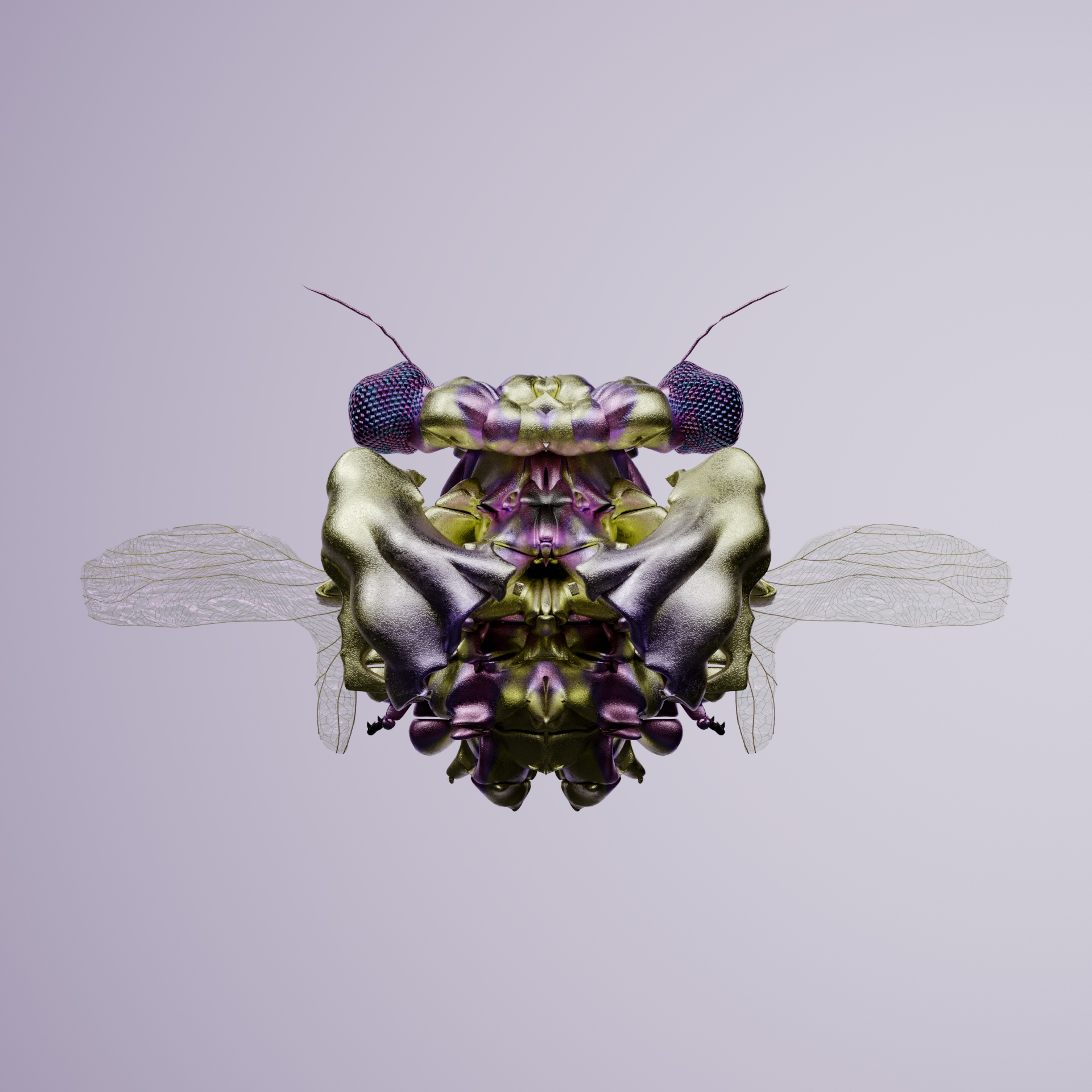 Coleopterapinguis capeensis