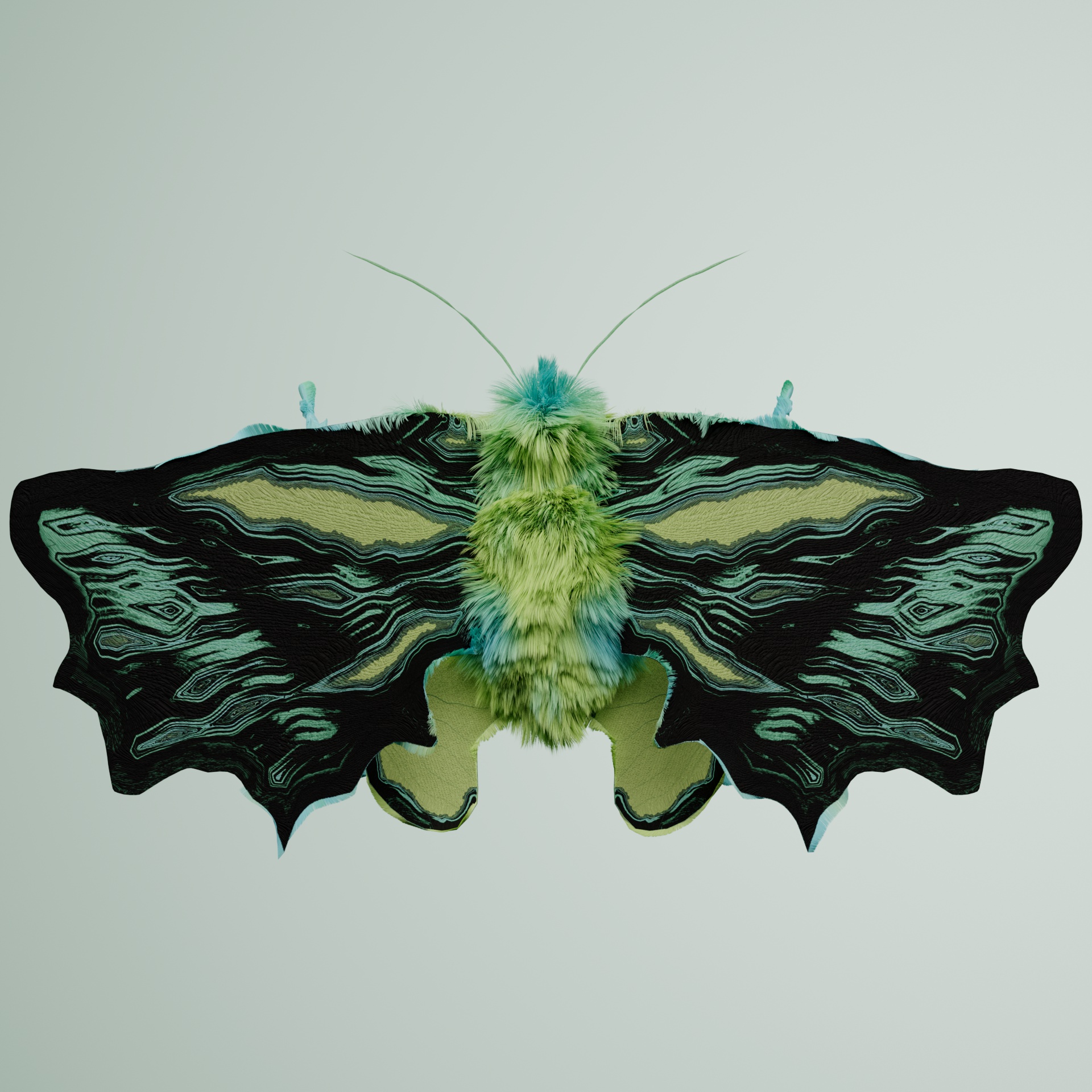 Lepidopteraydra axelrolophus
