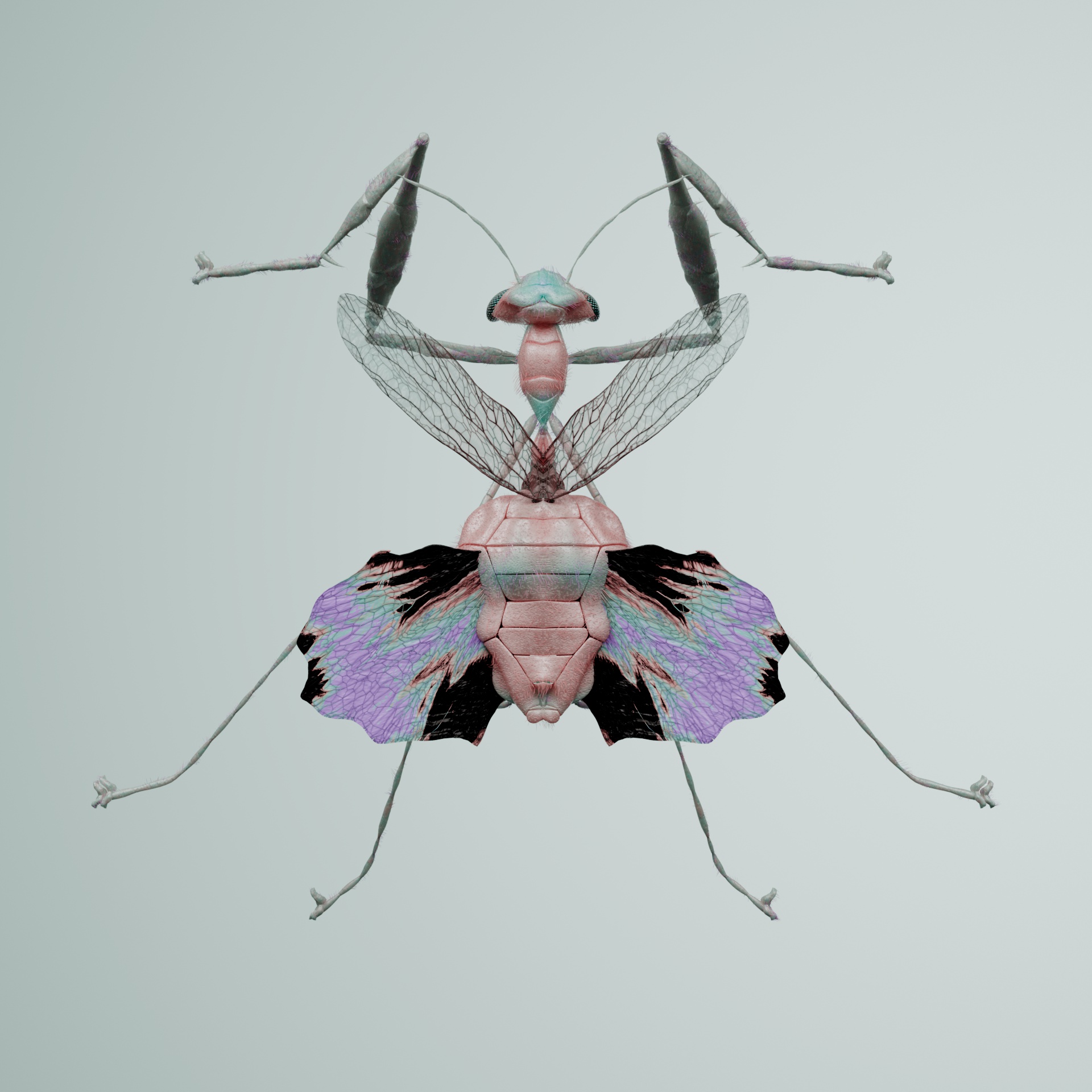 Mantodeapinguis splendurnix
