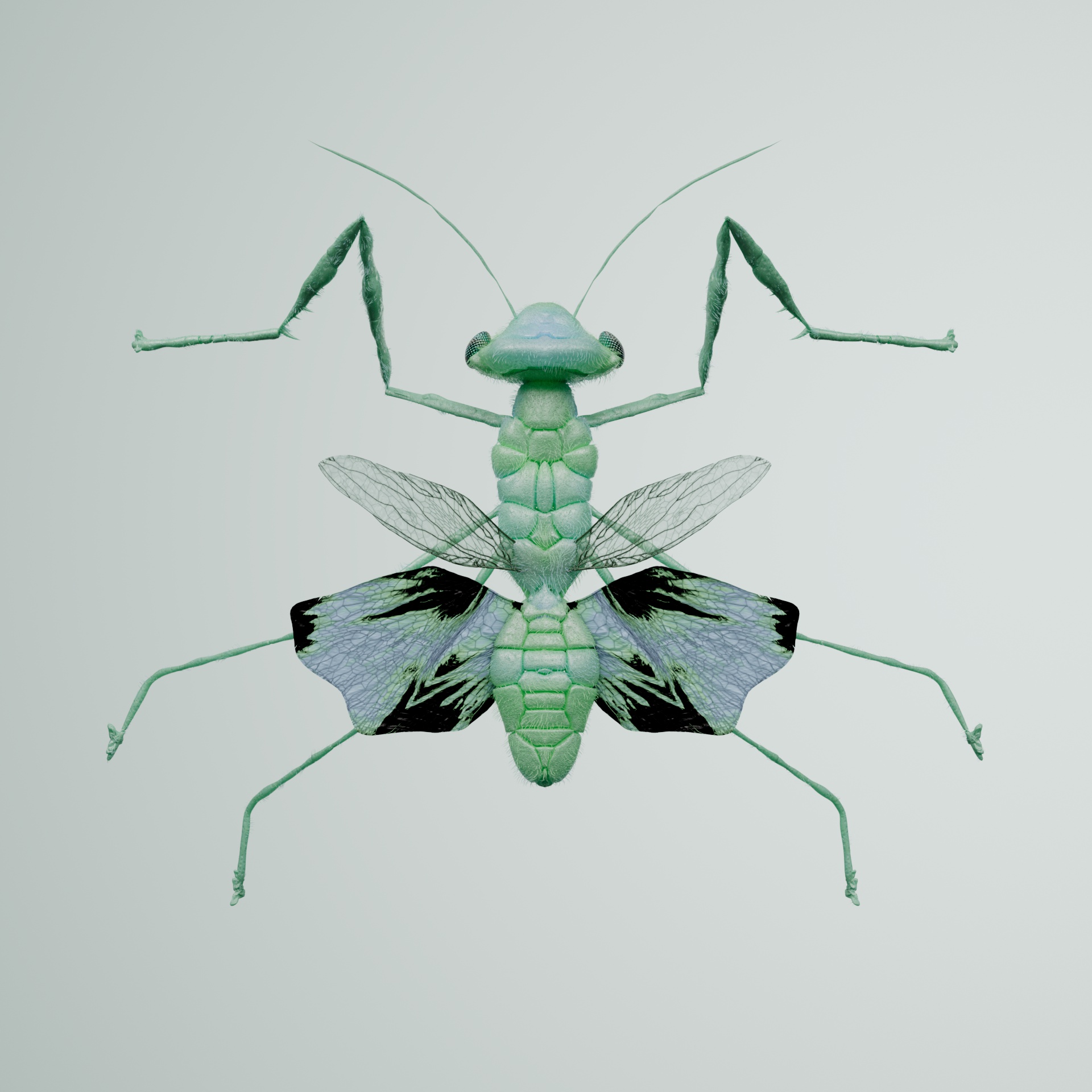 Mantodeaontidae punctyanus