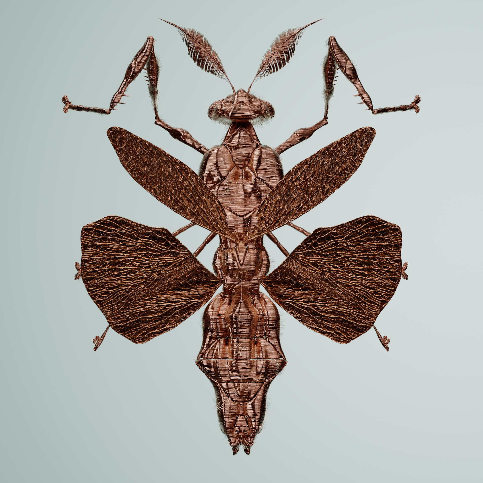 Mantodeaproceritas abelus