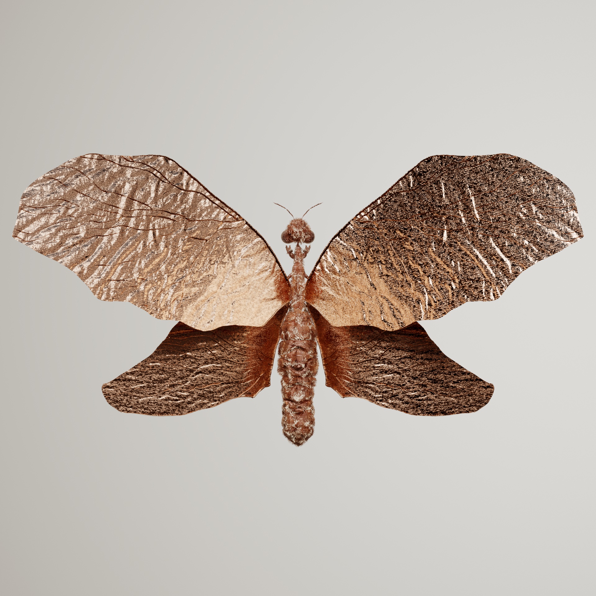 Rhopaloceraproceritas suspotis