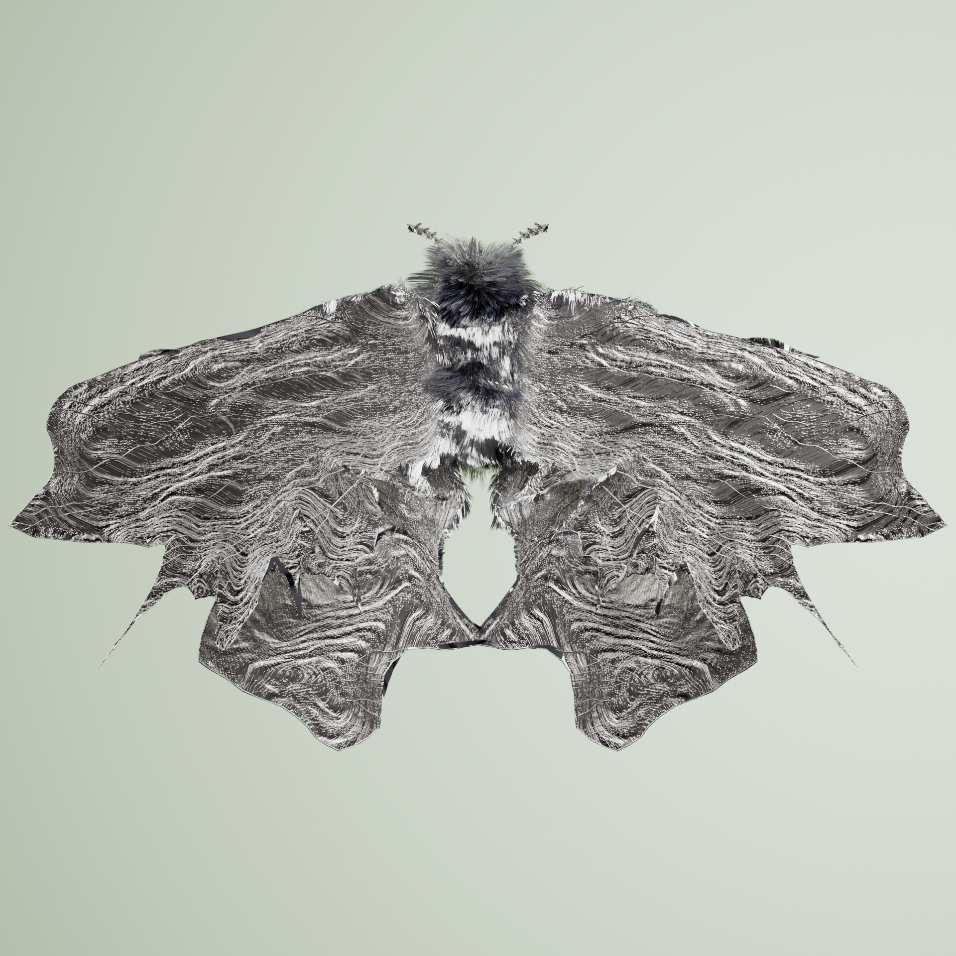 Lepidopteraacal rattuta