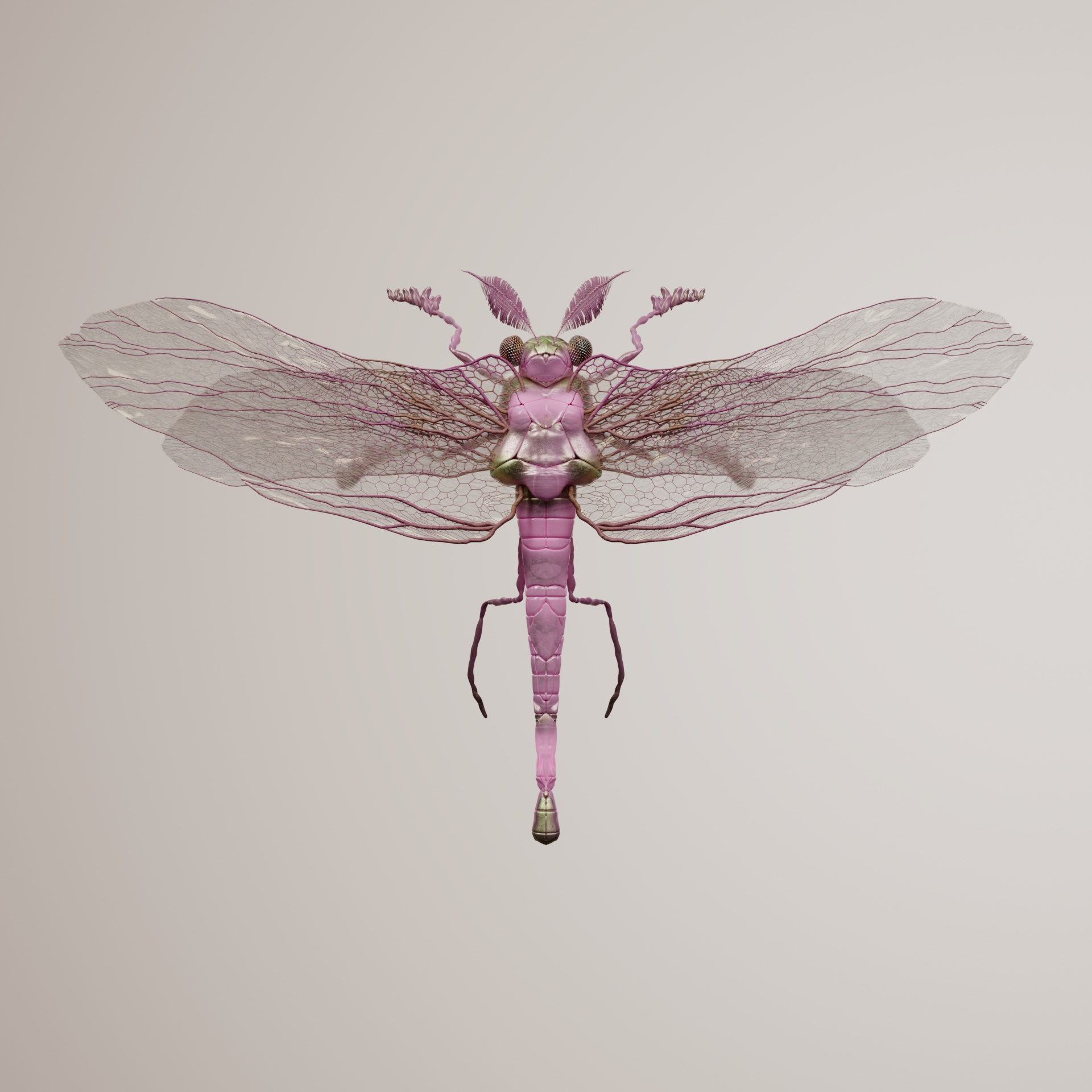 Anisopteraiiformes berythrus