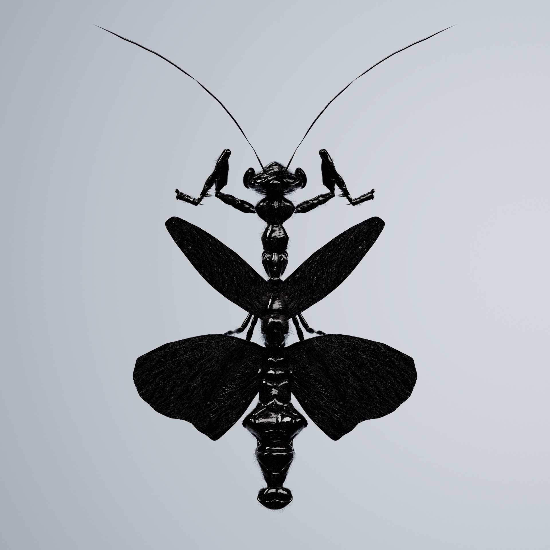 Mantodeacerritulus elegostrata
