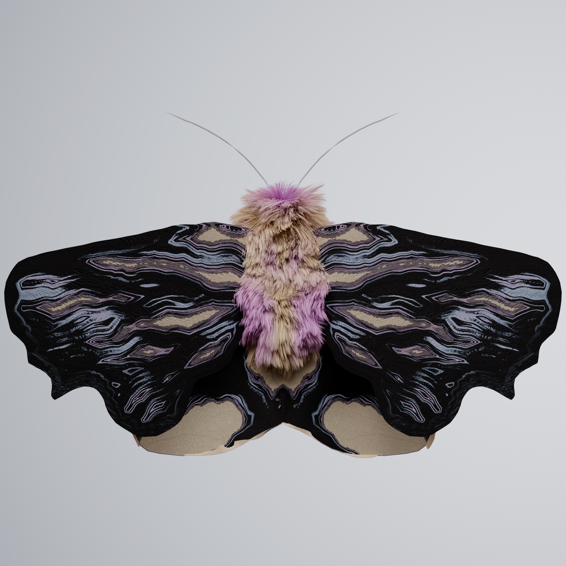 Lepidopteraioidea antiper