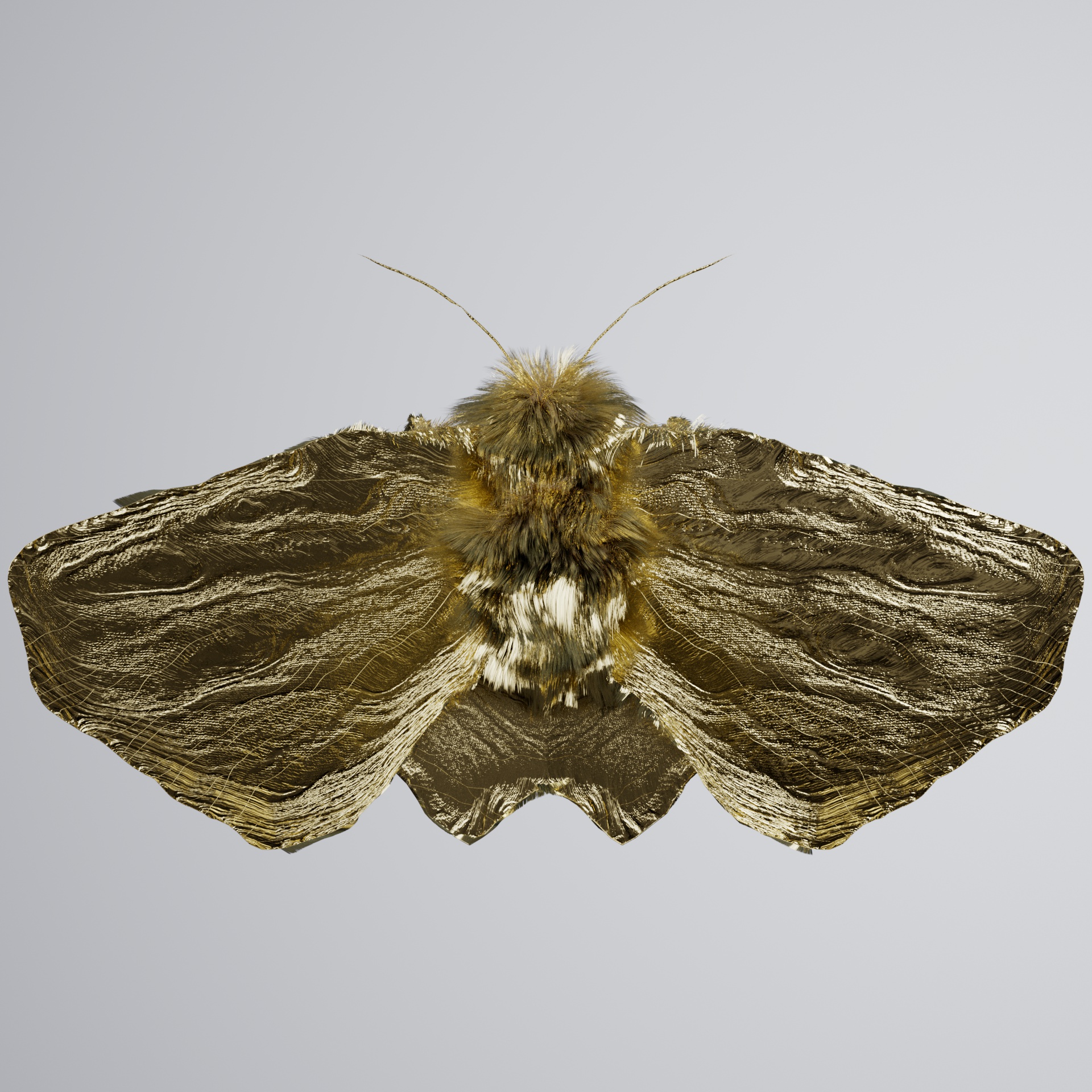 Lepidopteraerdo vittynchos