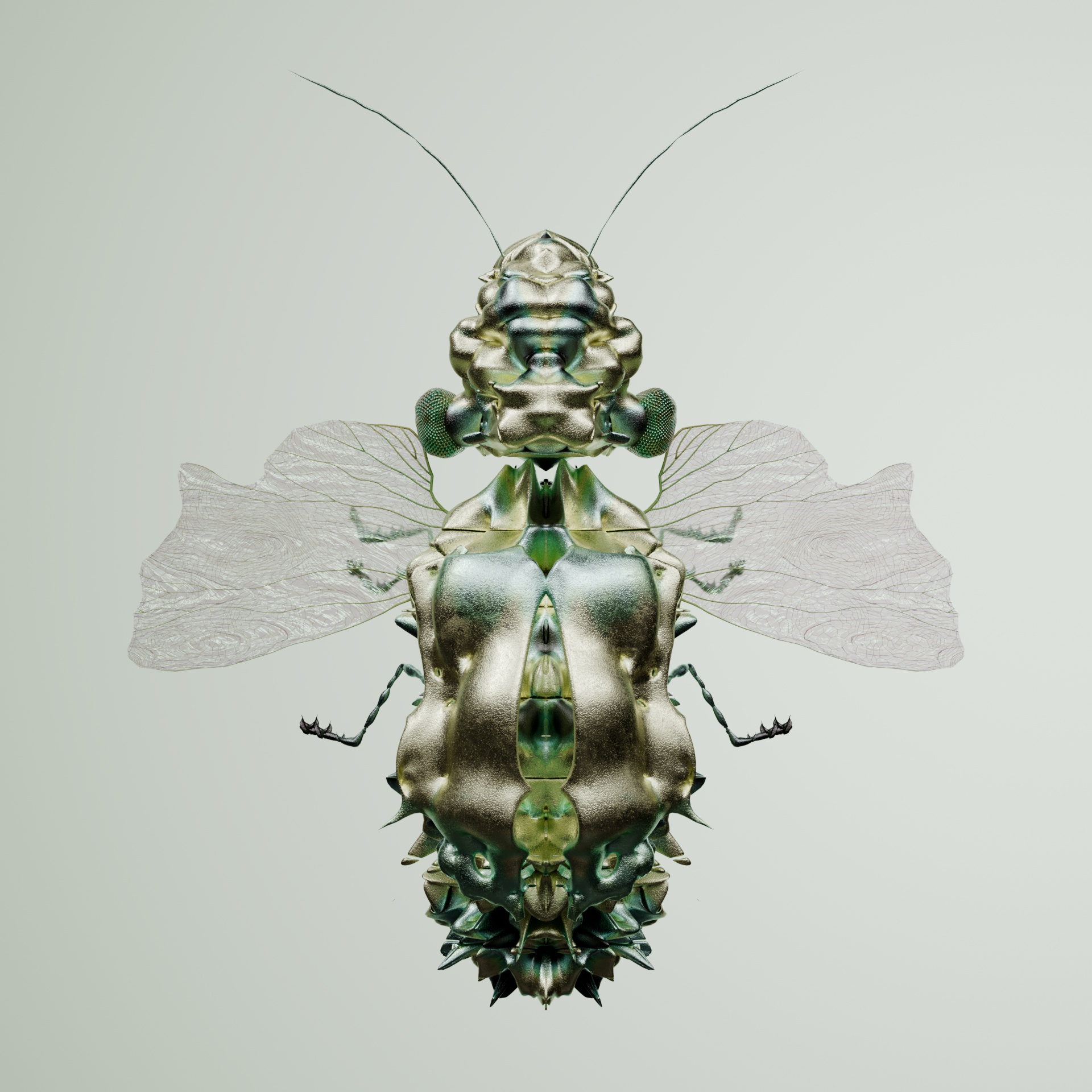Coleopteracerritulus bengalans