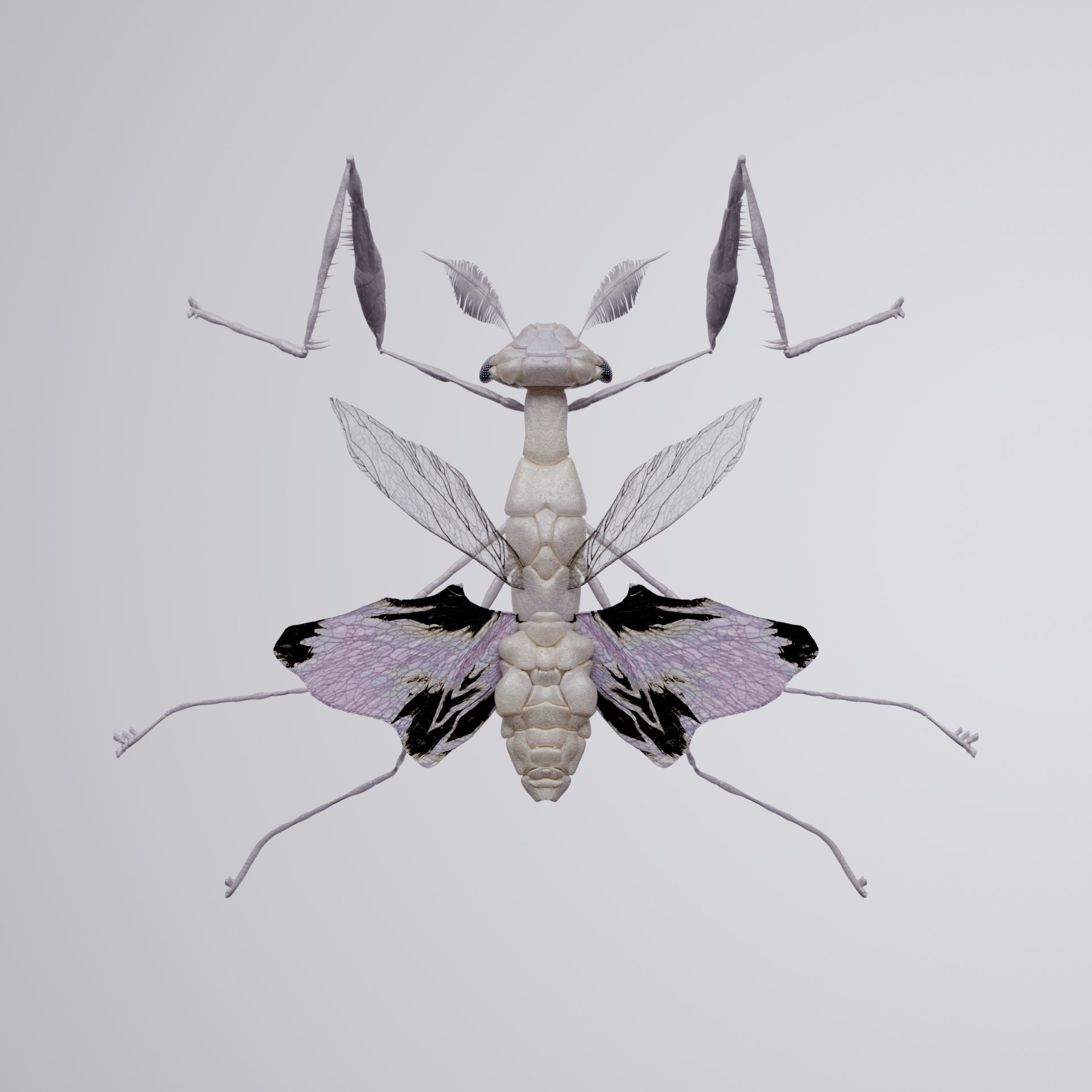 Mantodeaelis rattolor