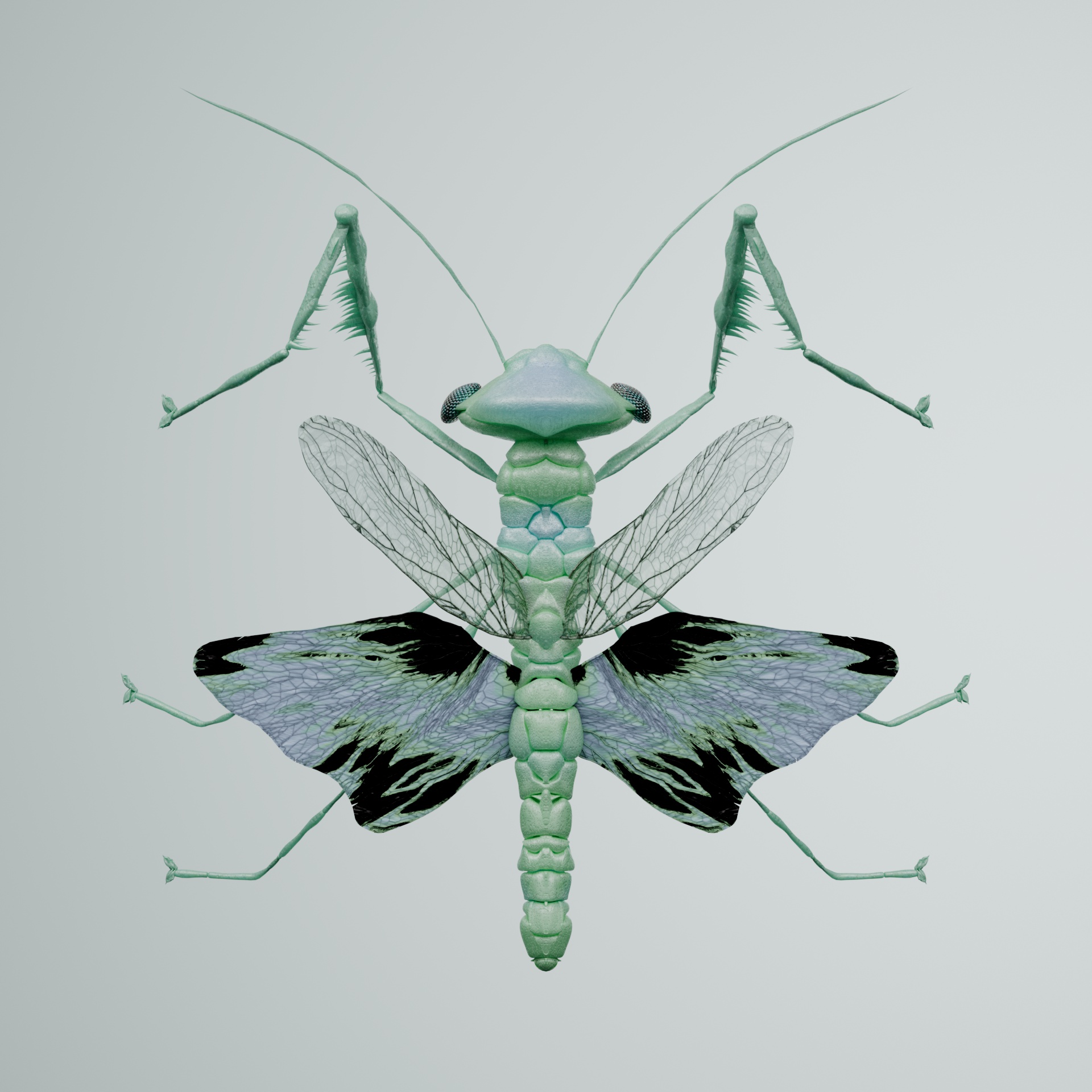 Mantodeaproceritas platyrhenteus