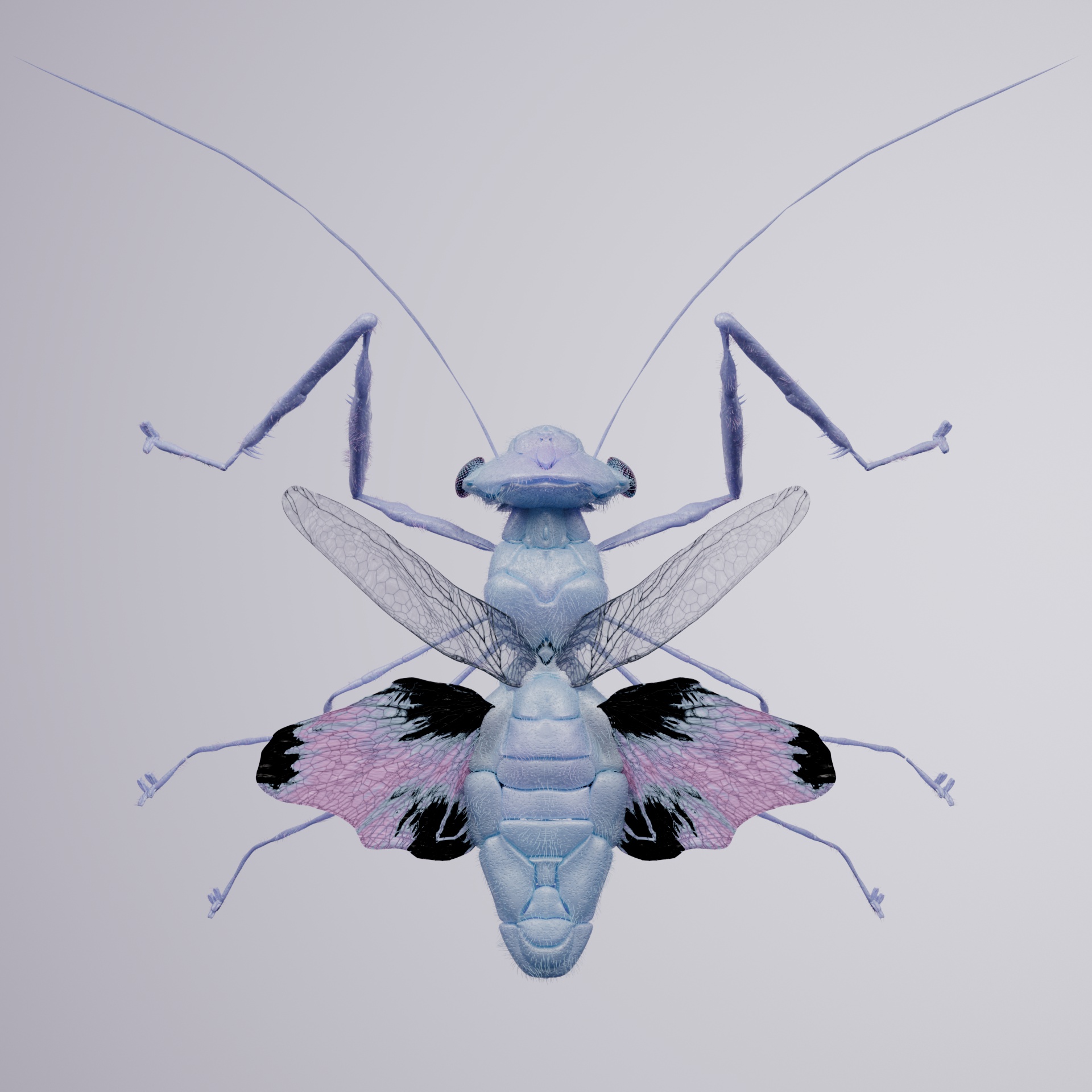 Mantodeapinguis acutoratrae