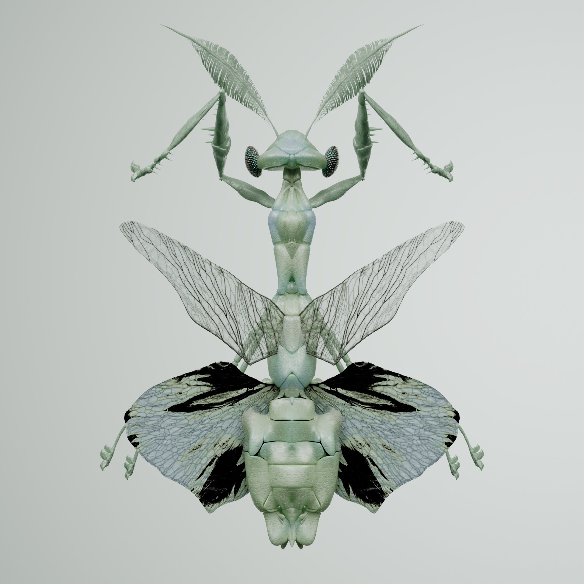 Mantodeavivida cuculluus