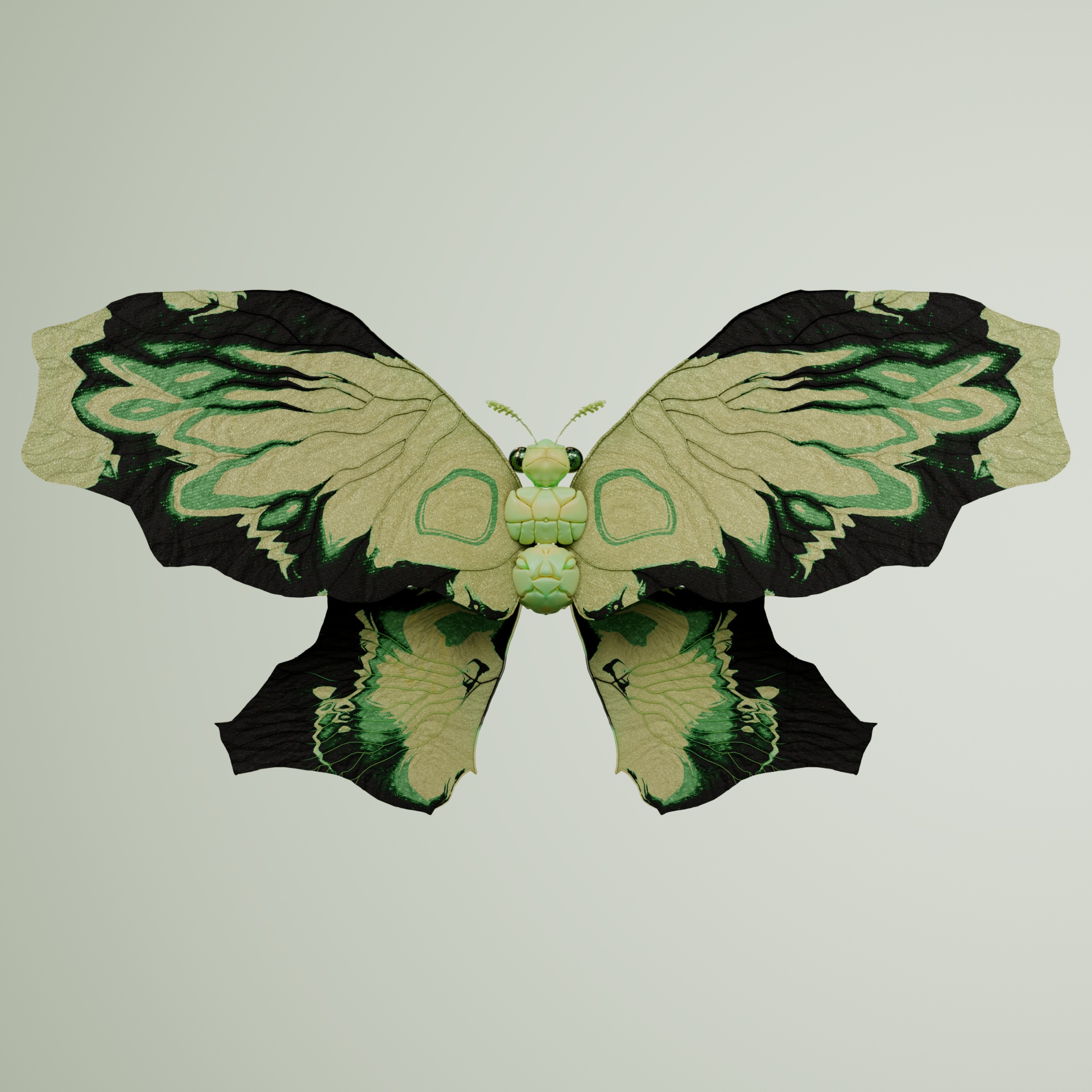 Rhopaloceraaius abelanicus