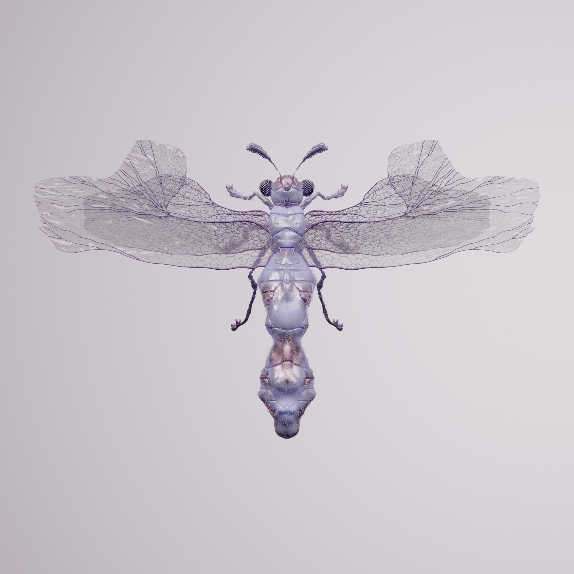 Anisopterapinguis rupicaspis