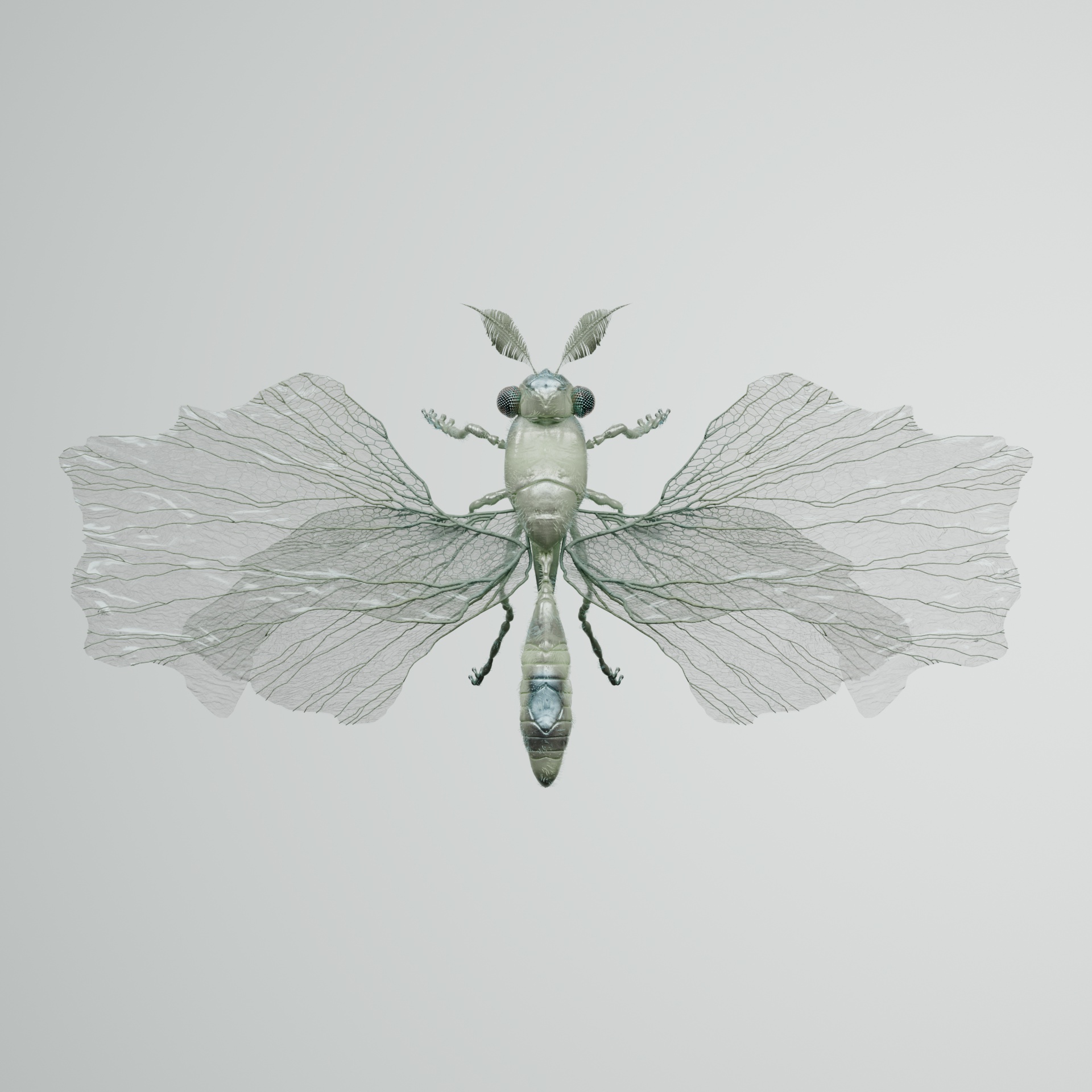 Anisopteraaffa cotagrus
