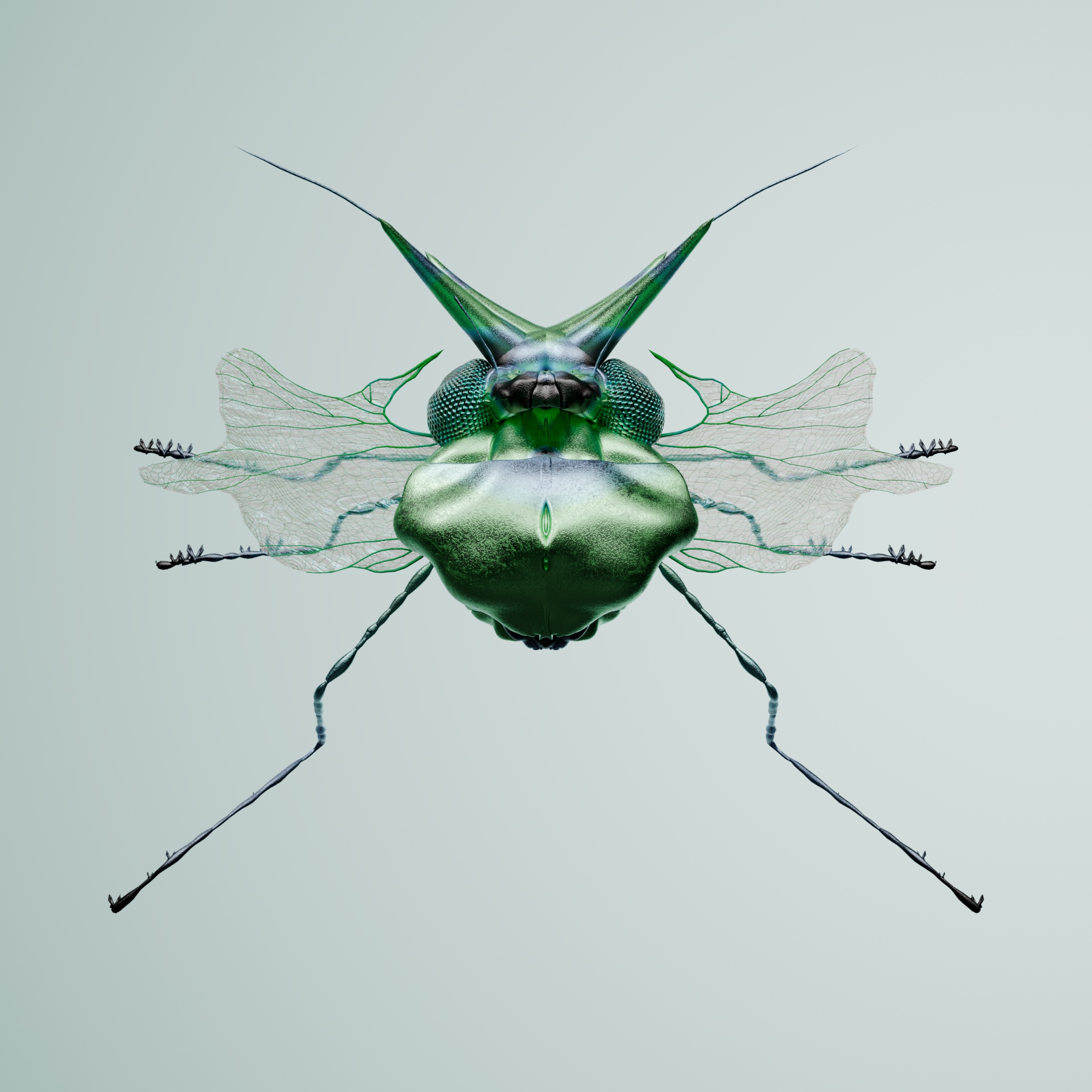 Coleopteraapra hircalus
