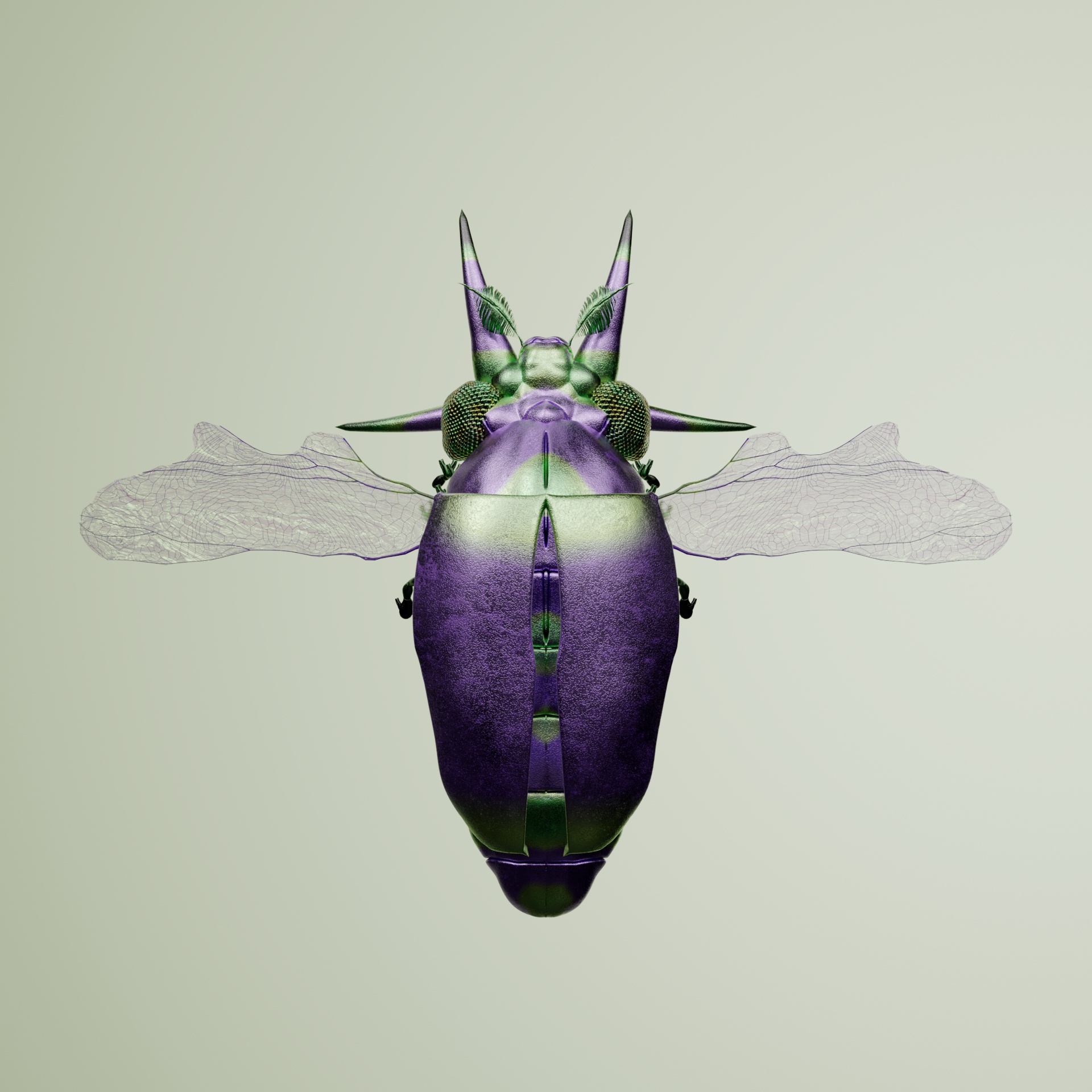 Coleopteraproceritas bactrarius