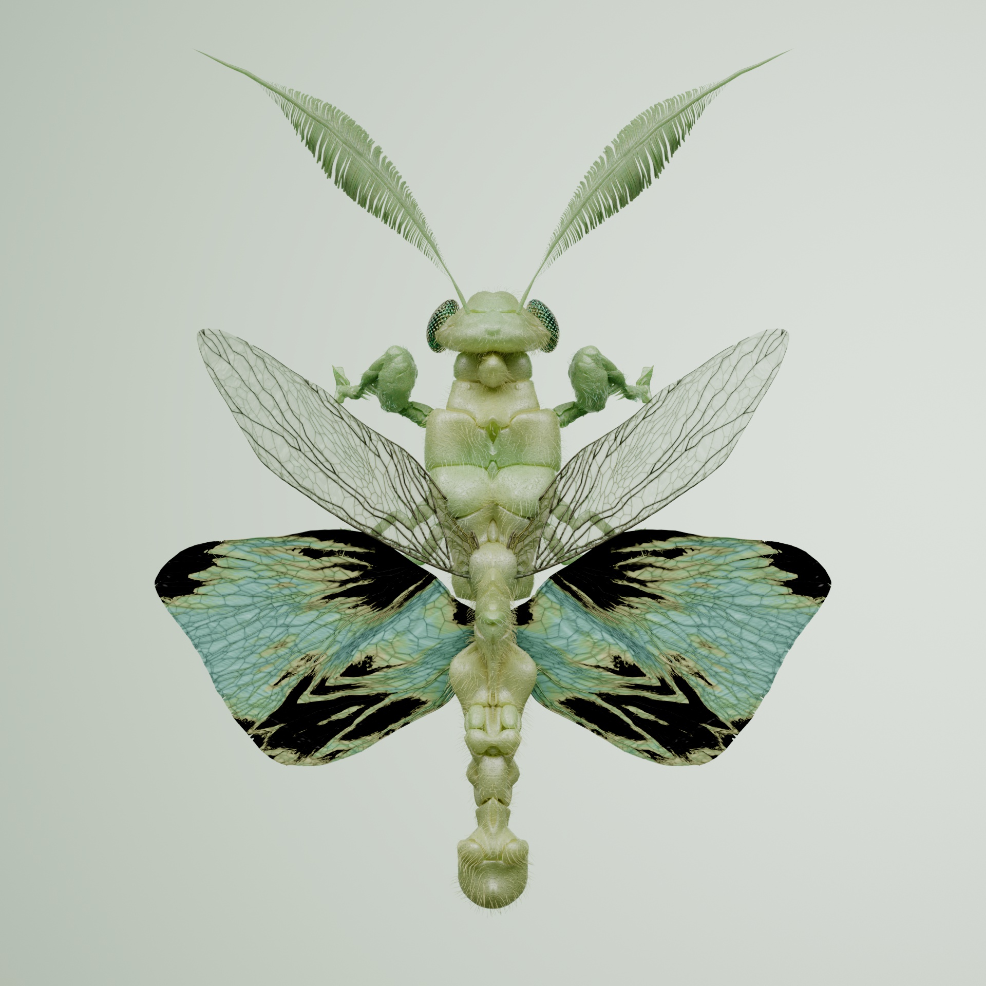 Mantodeacerritulus guleiana