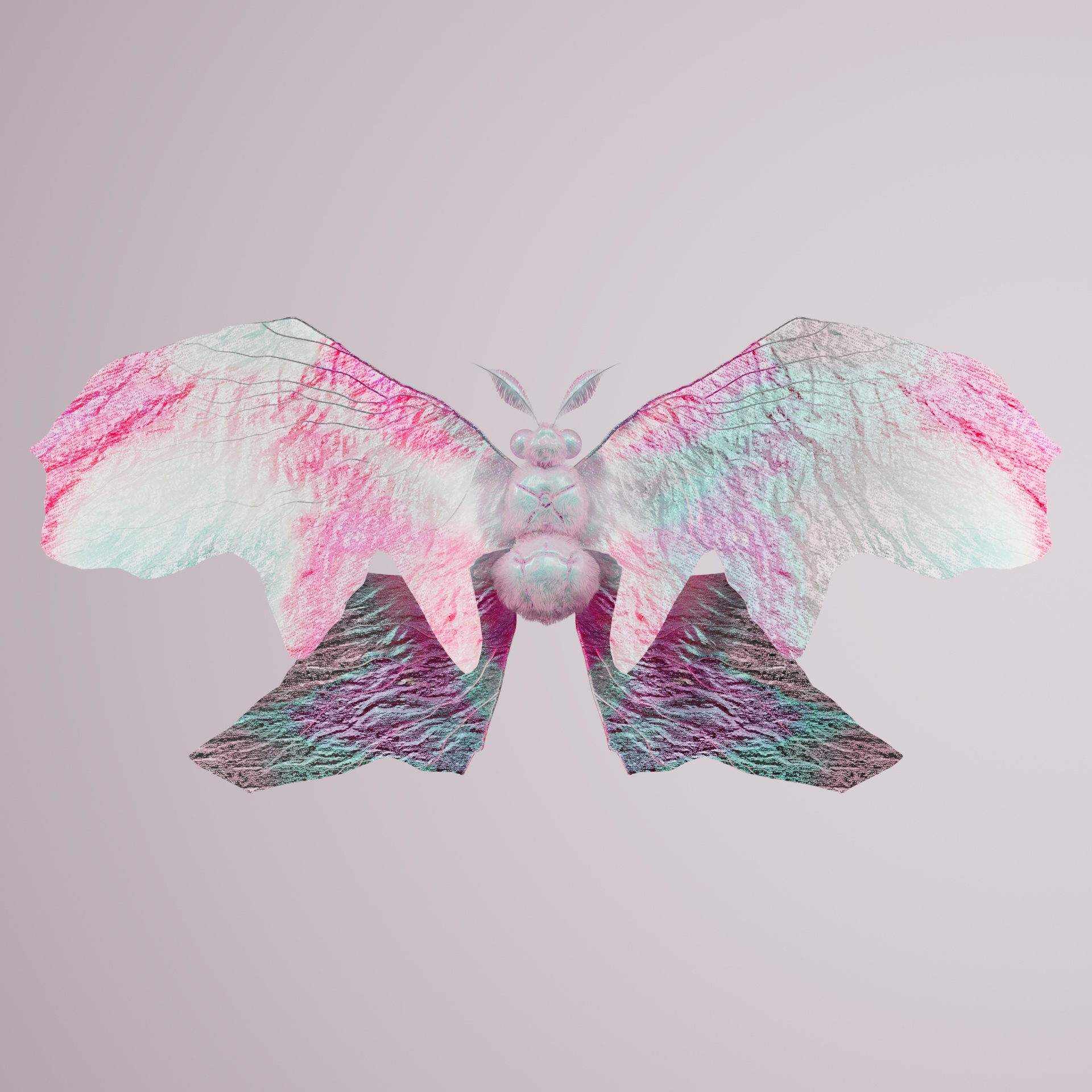 Rhopaloceravivida brachaea