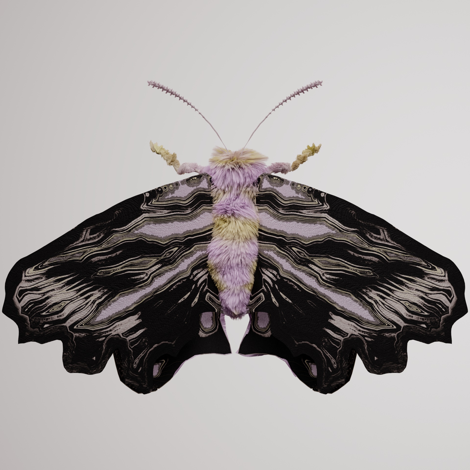Lepidopteracerritulus kingereri