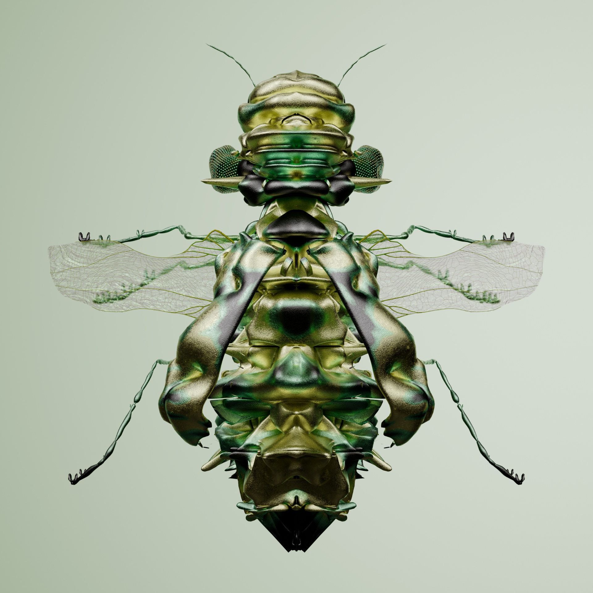 Coleopteracerritulus fascitimus