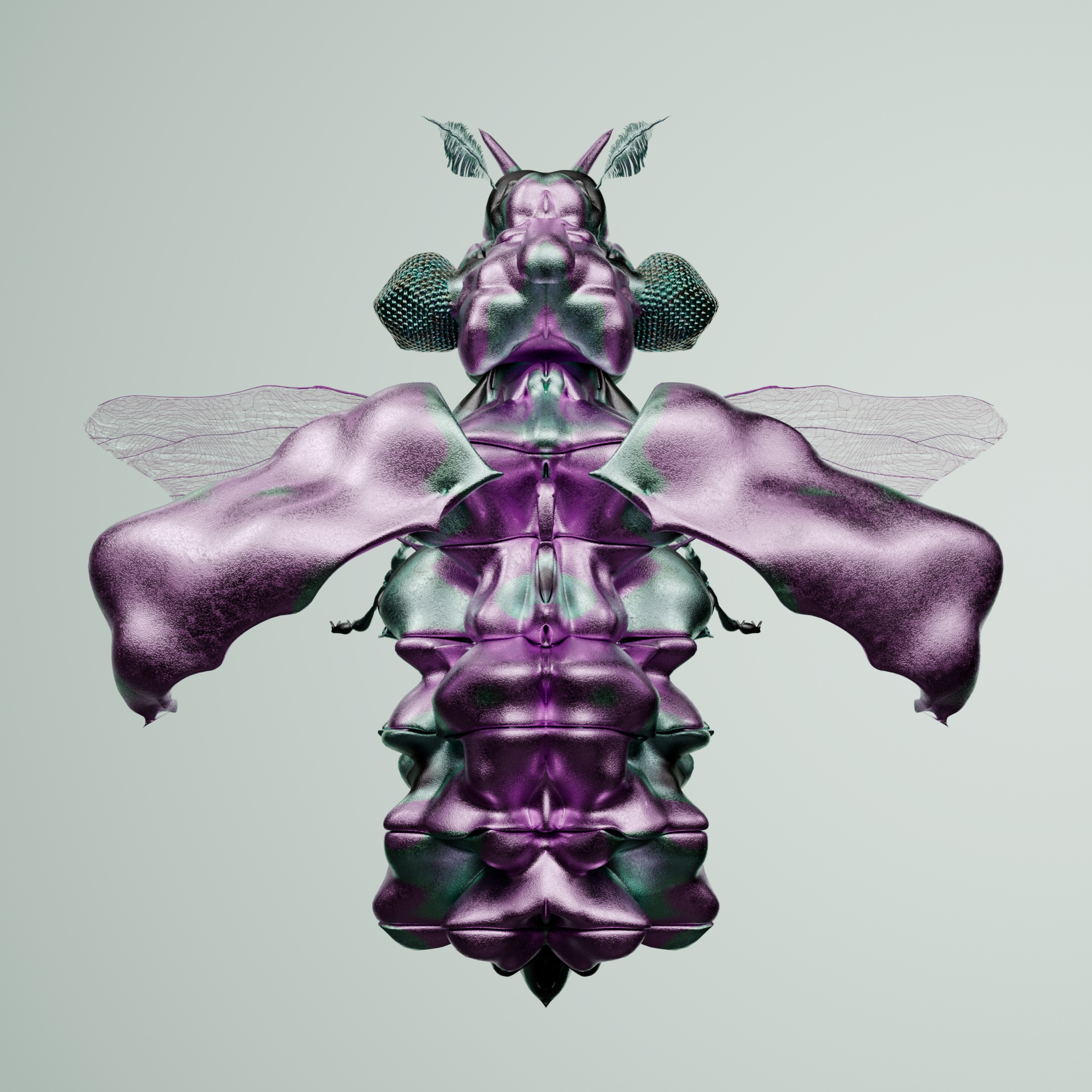 Coleopteraproceritas europactyla