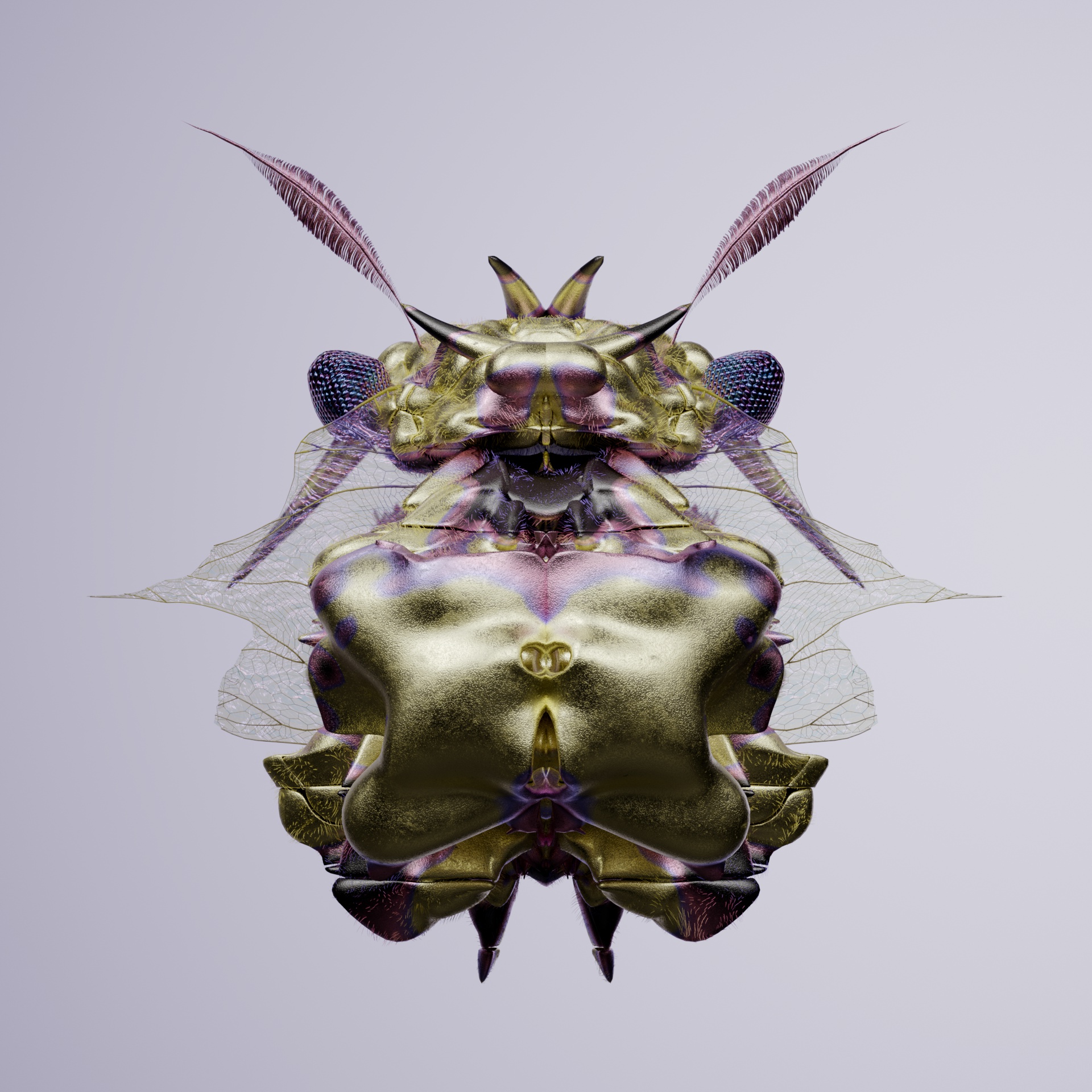 Coleopteracerritulus taro