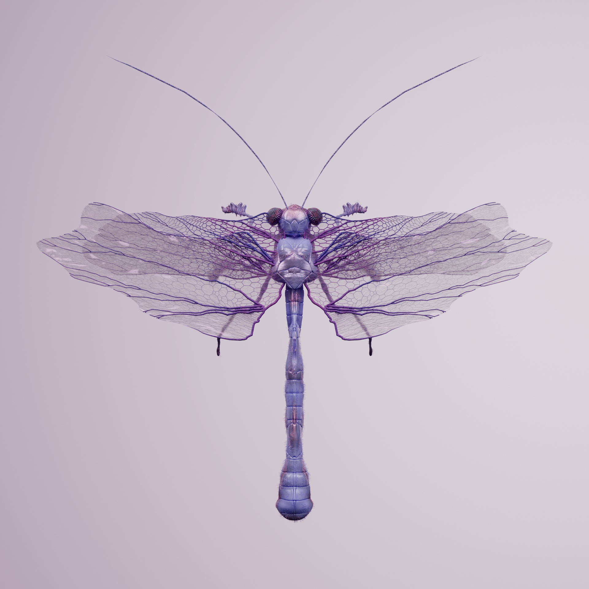 Anisopterapinguis berythrus