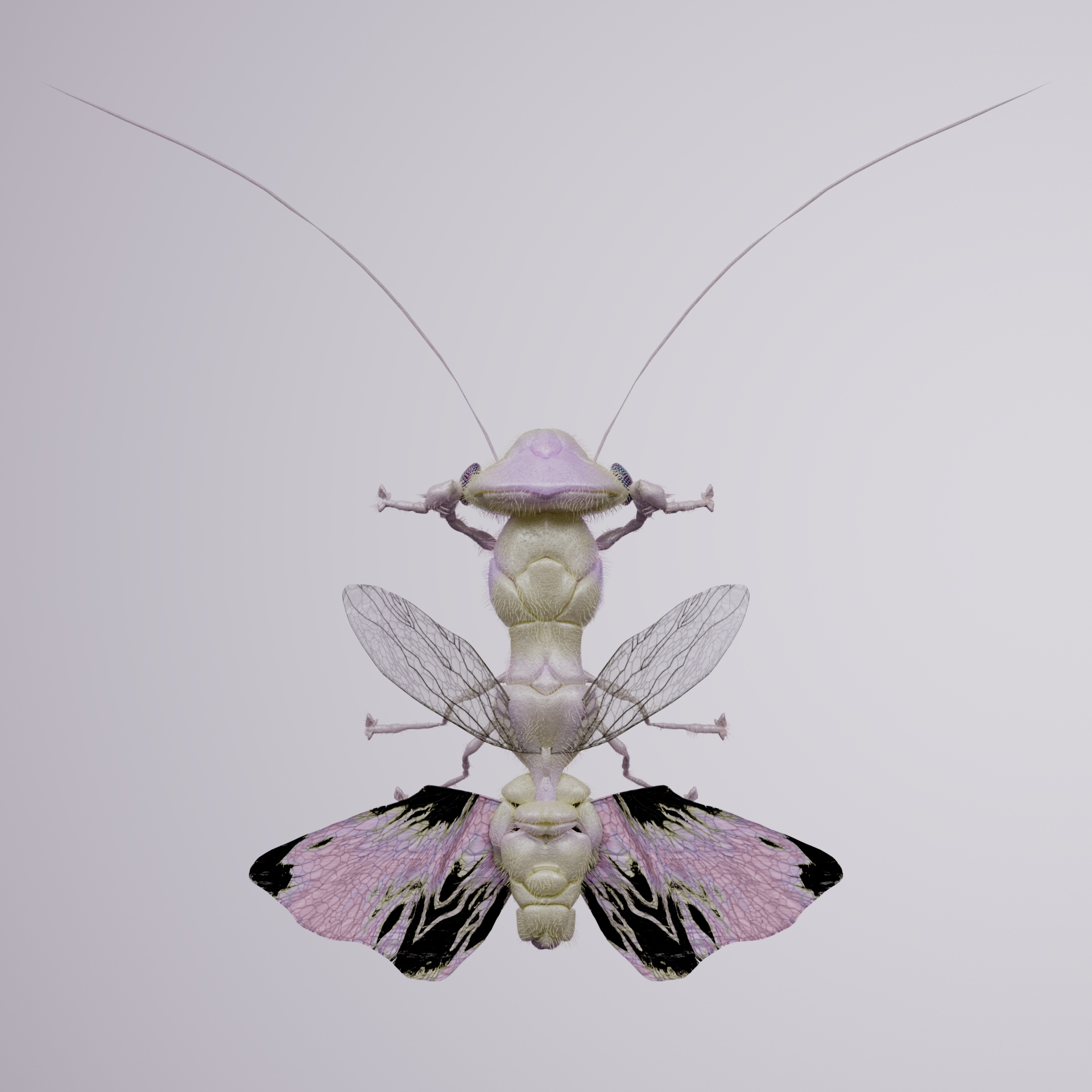 Mantodeasuperbus civilla