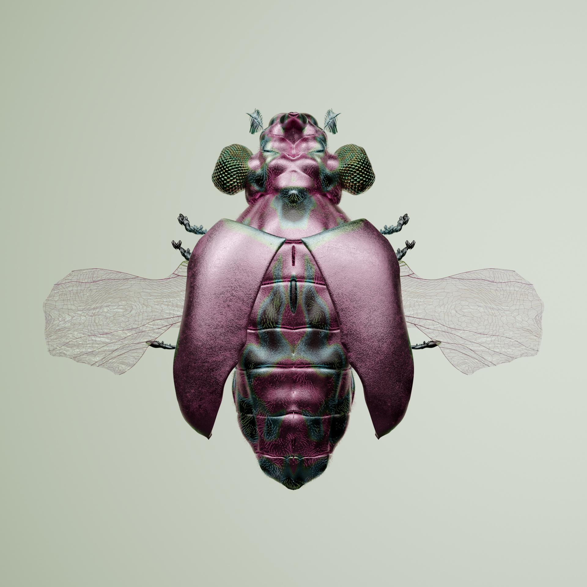 Coleopteraproceritas butiosa