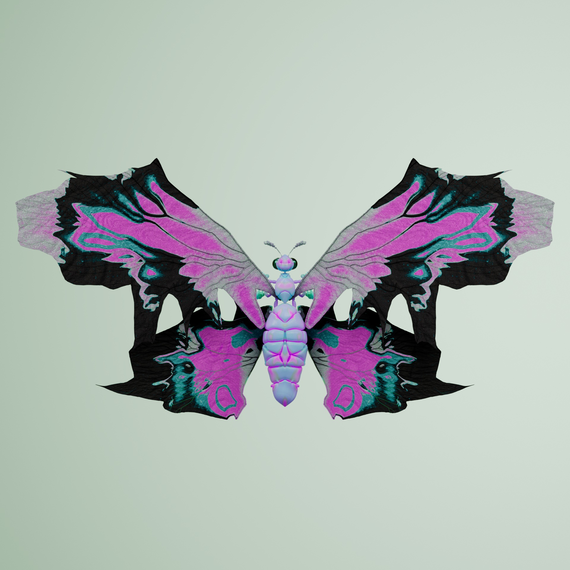 Rhopalocerapinguis aegarinia