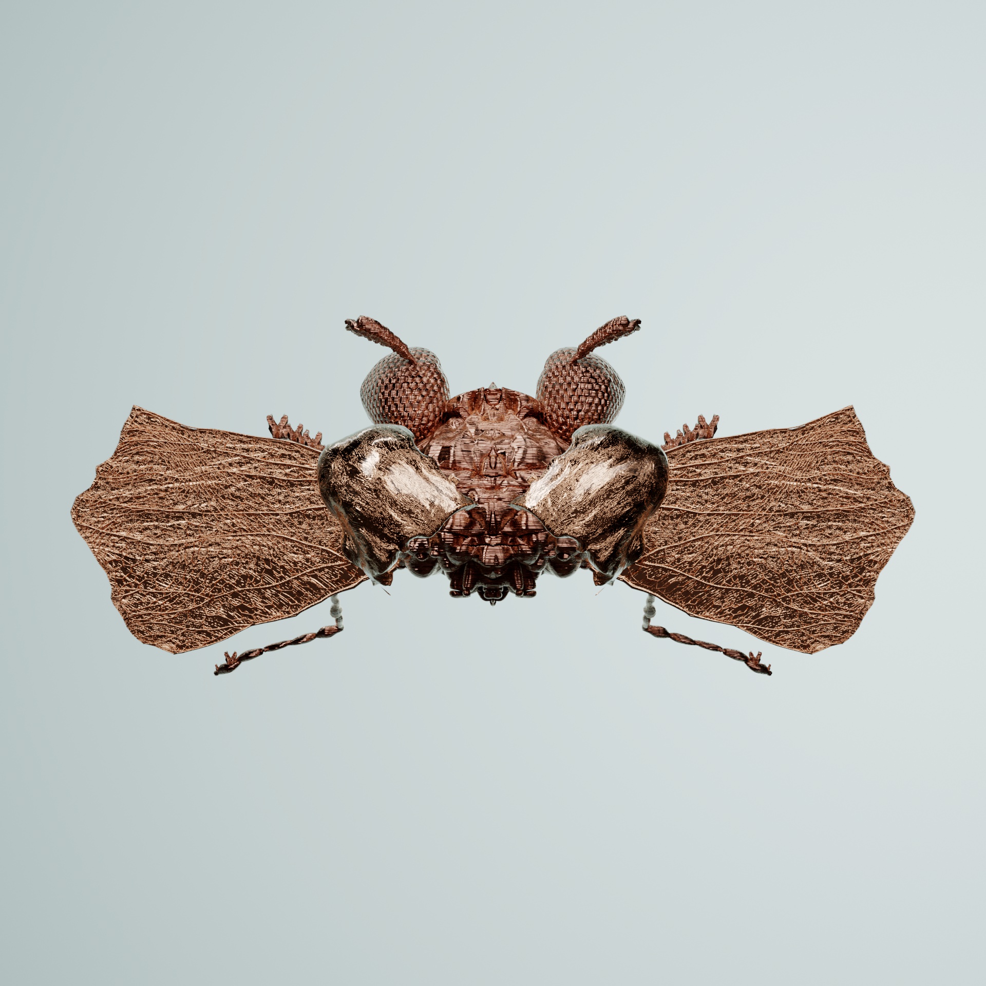 Coleopteraontidae cuvens