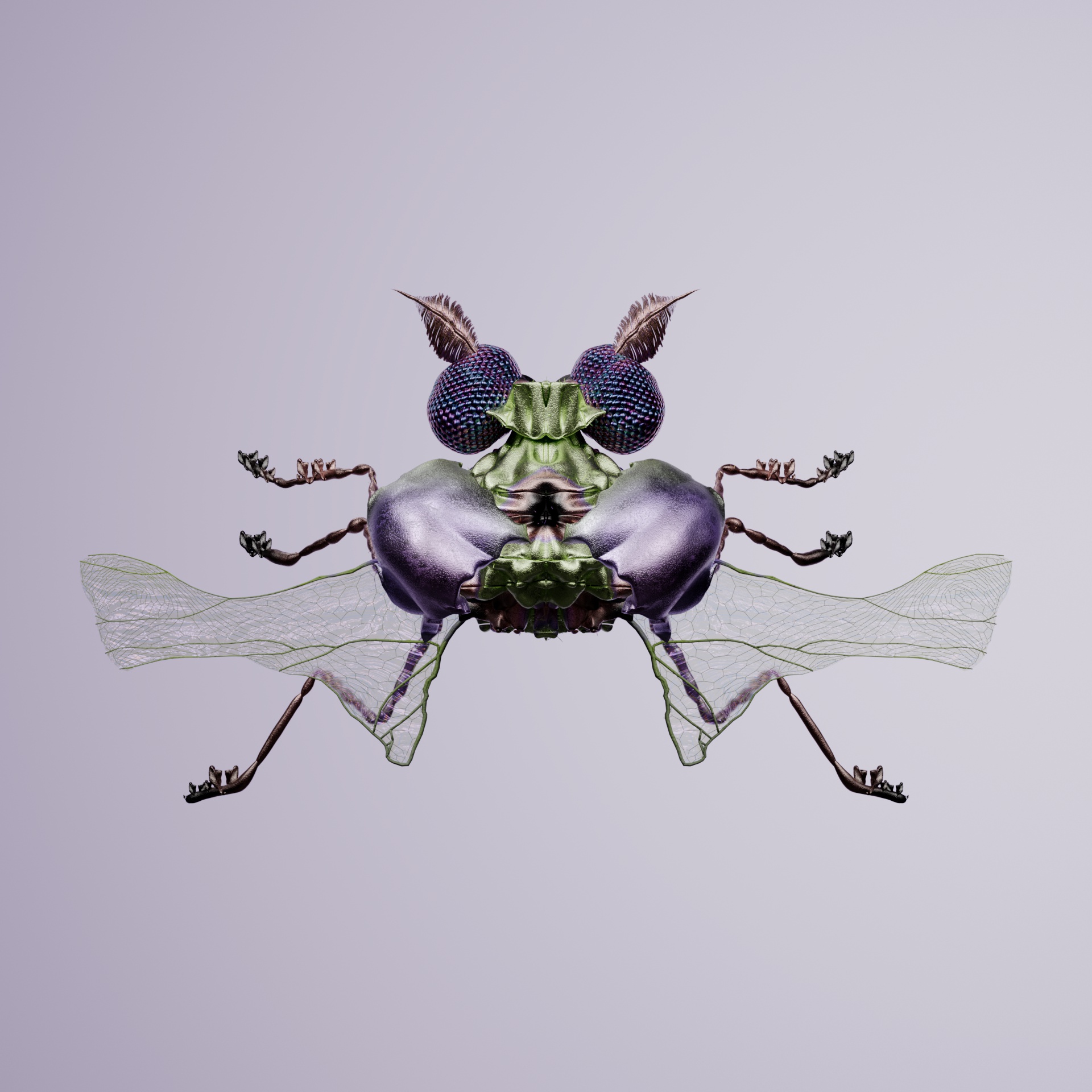 Coleopteraentes brachalus