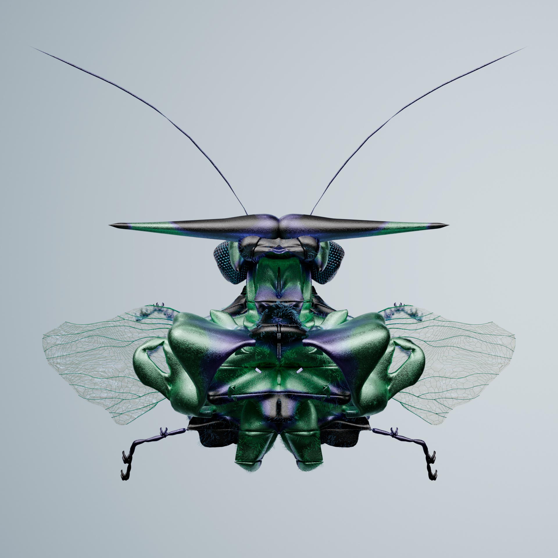 Coleopteracerritulus laevans