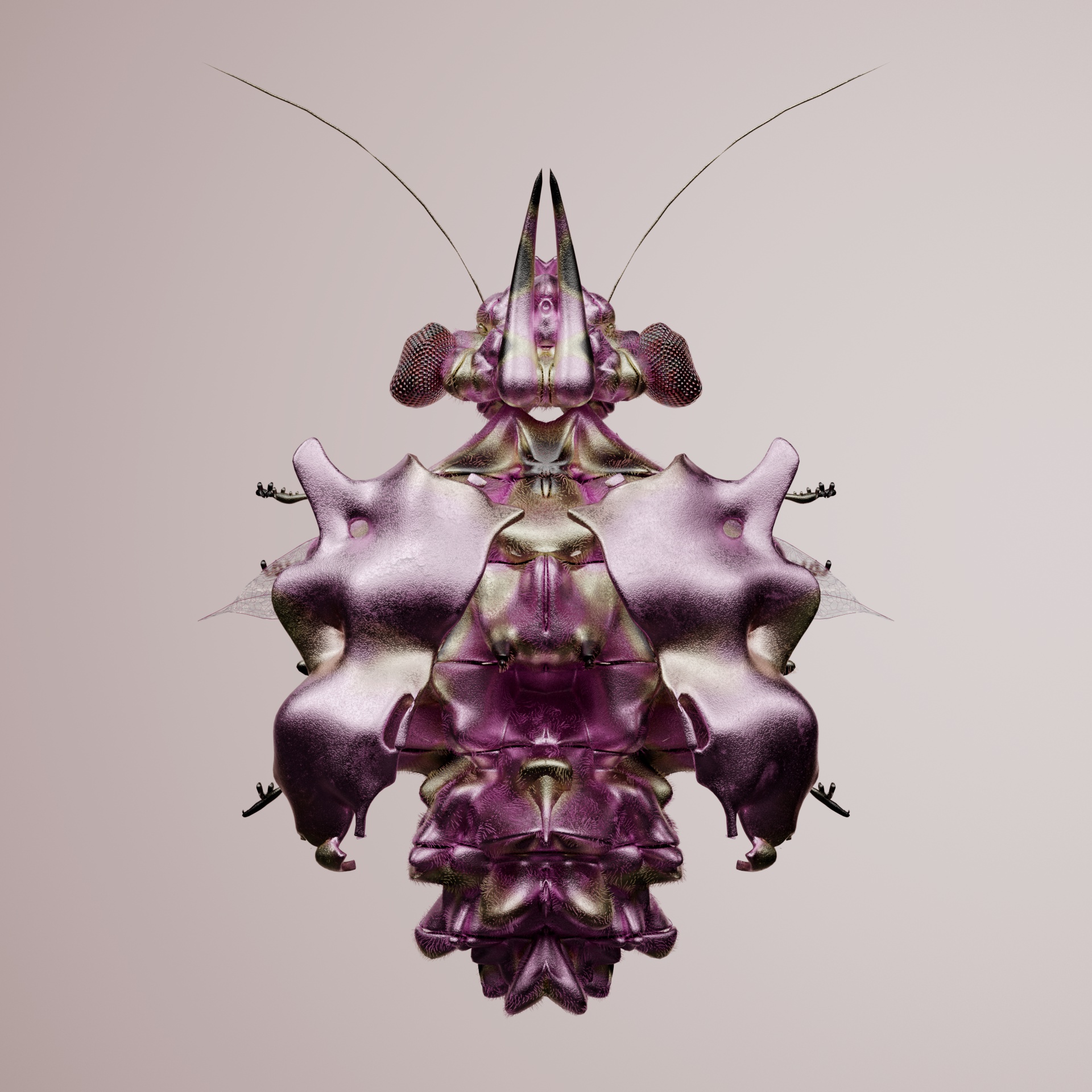 Coleopteracerritulus zerdea