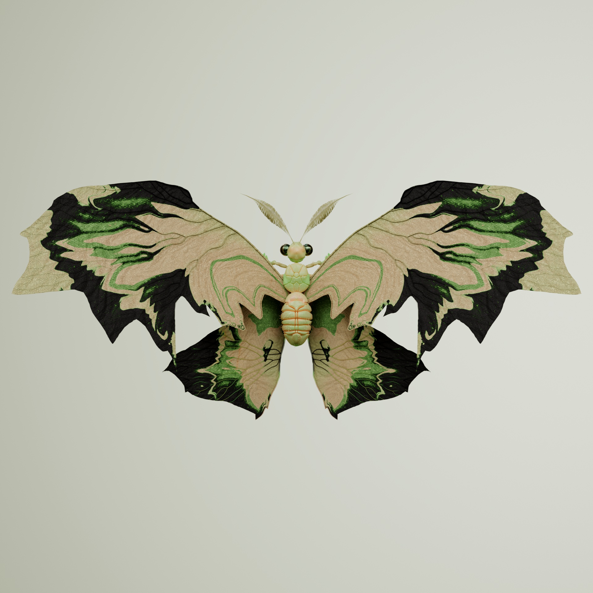 Rhopaloceraithodes imperaris
