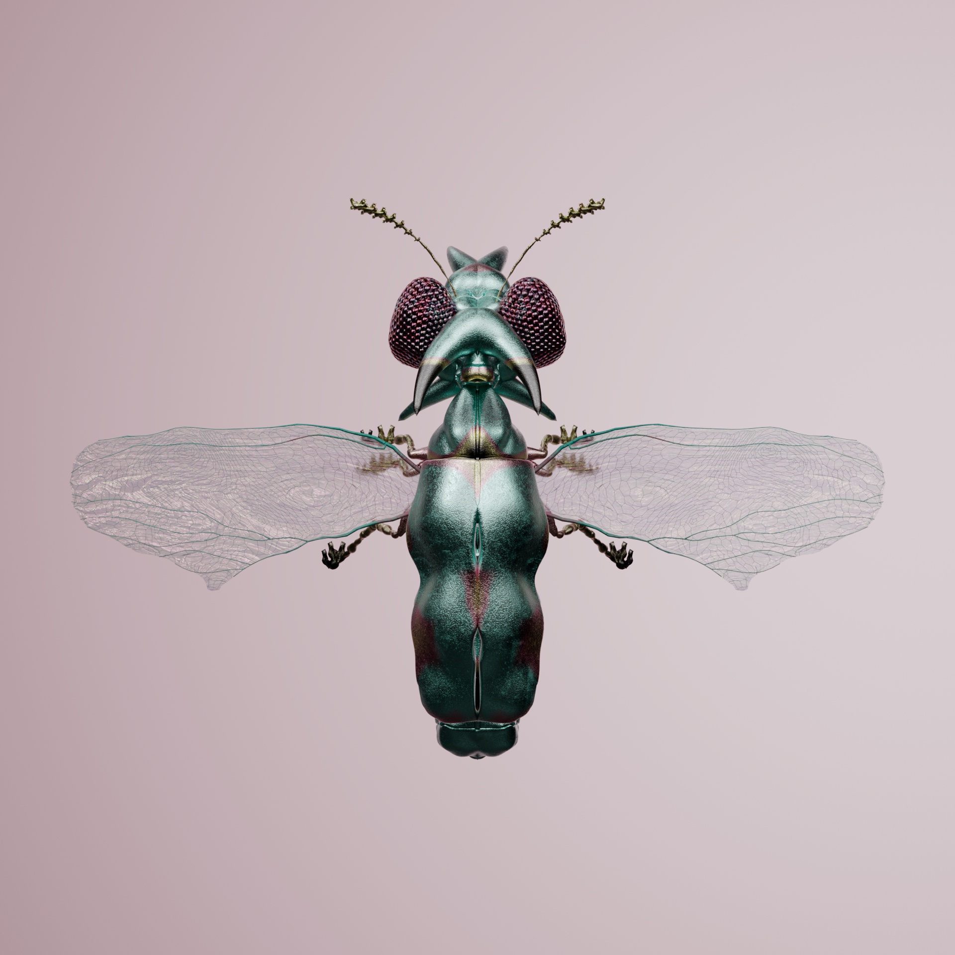 Coleopterais lessinea