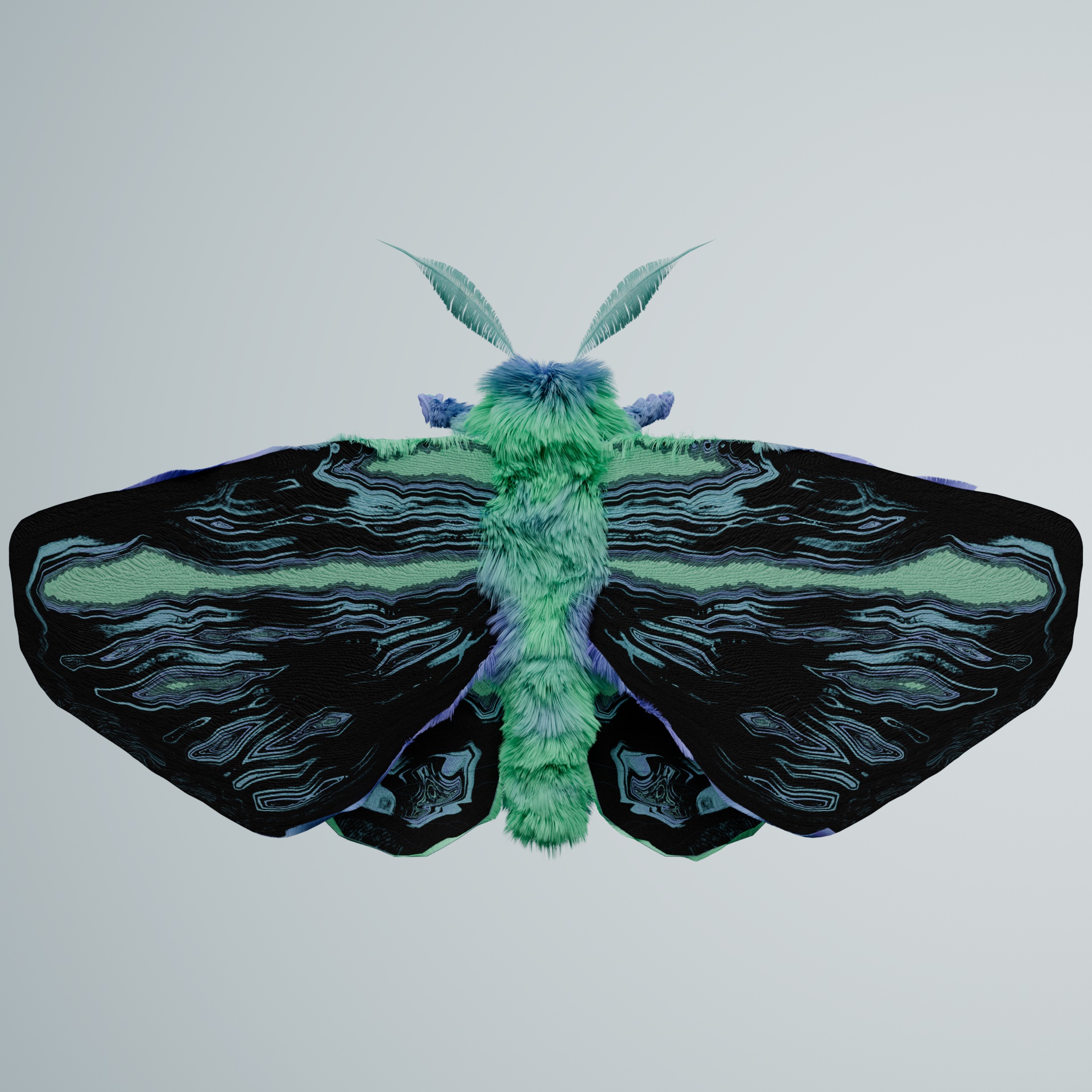 Lepidopteraproceritas sondani