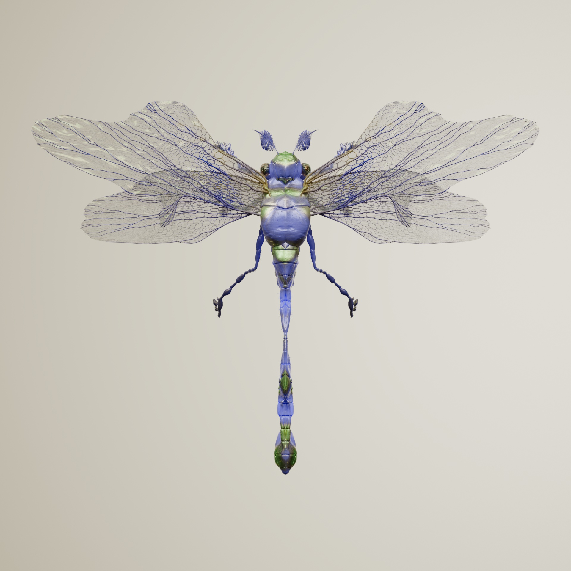 Anisopterapinguis bufinx
