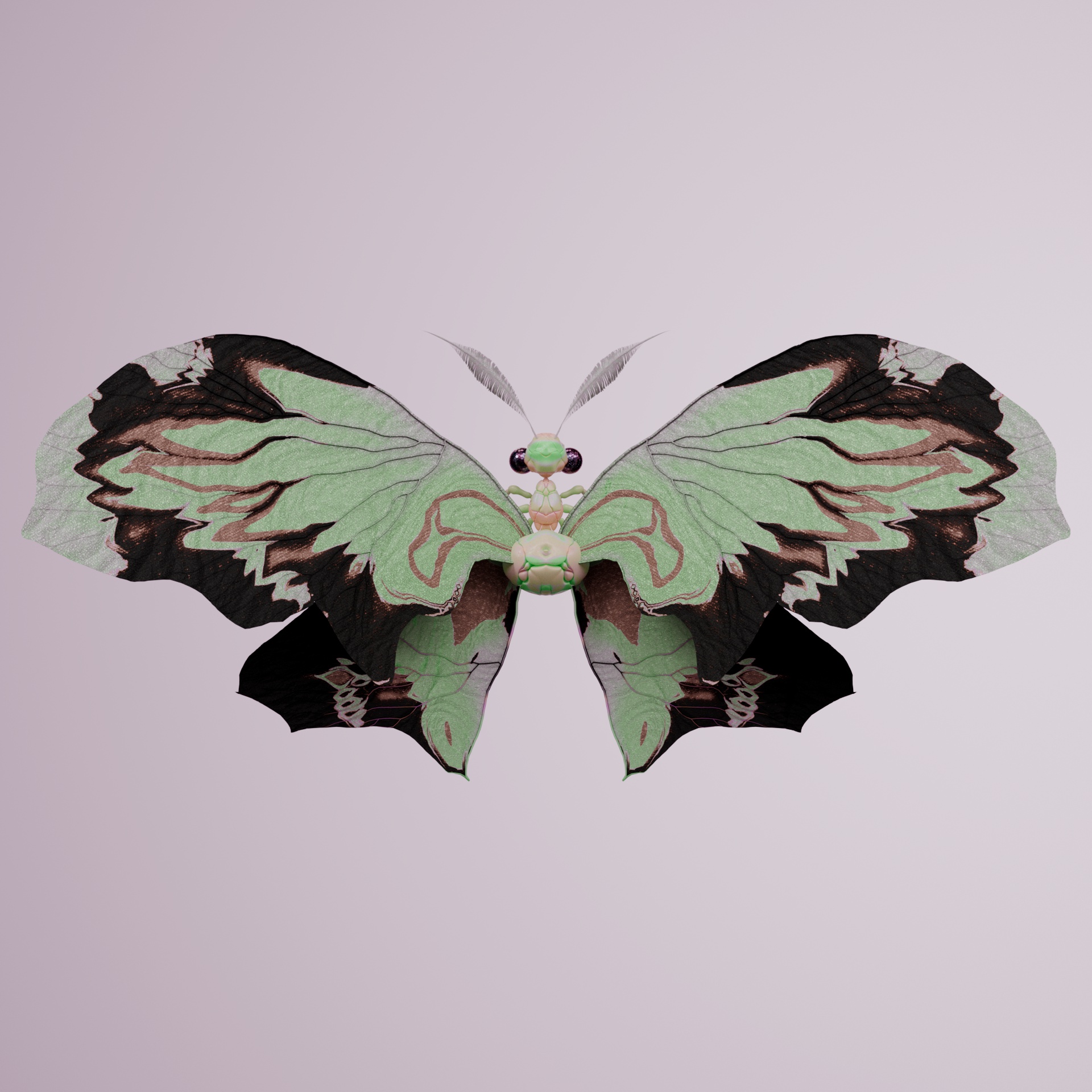 Rhopalocerapinguis maronyx